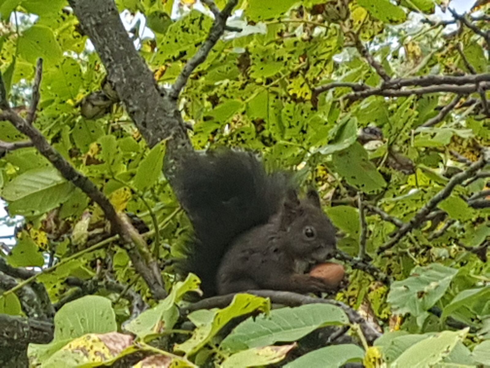 Samsung Galaxy S7 Edge sample photo. Nut, squirrel, rodent photography
