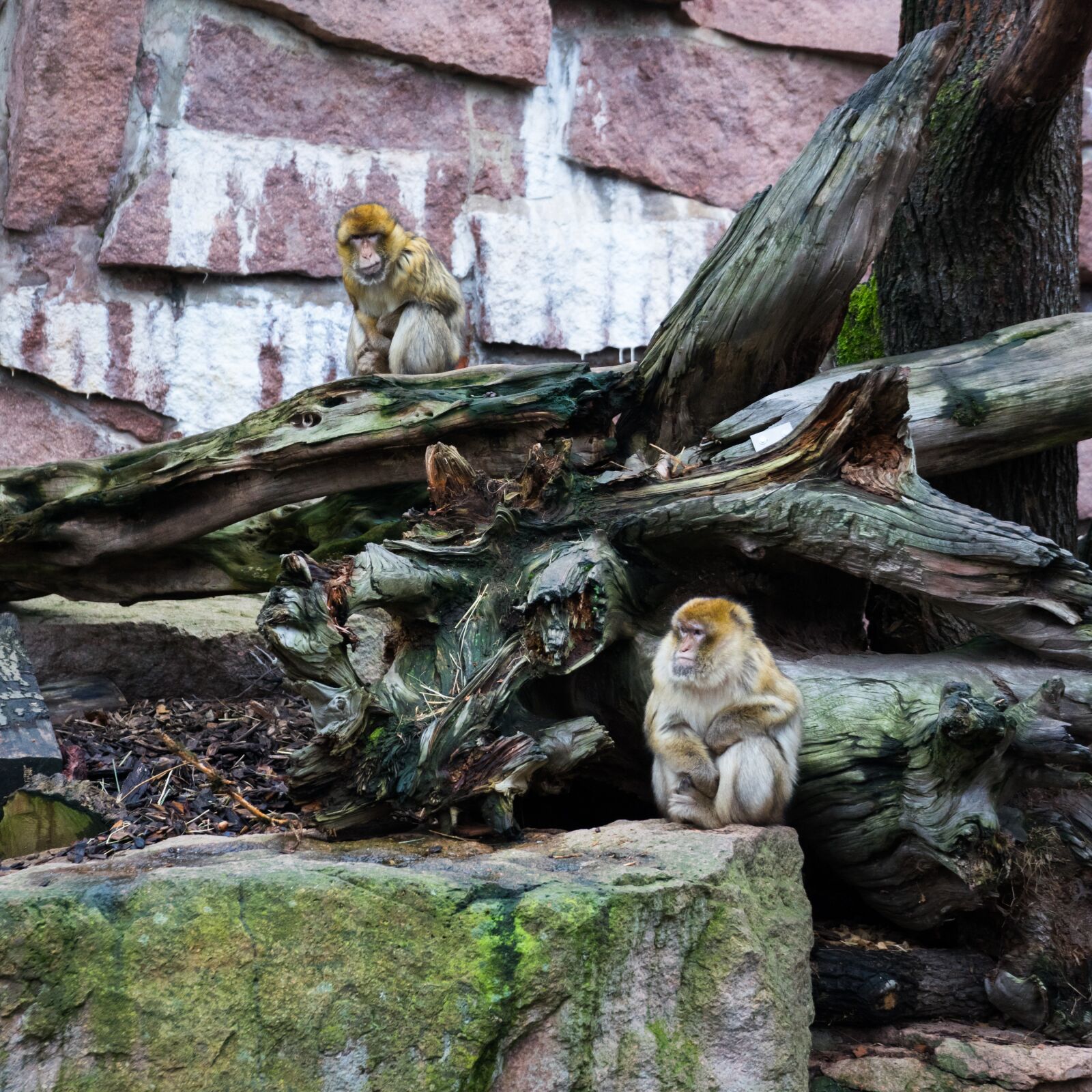 Sony a7 + Sony FE 28-70mm F3.5-5.6 OSS sample photo. Nature, tree, animal world photography