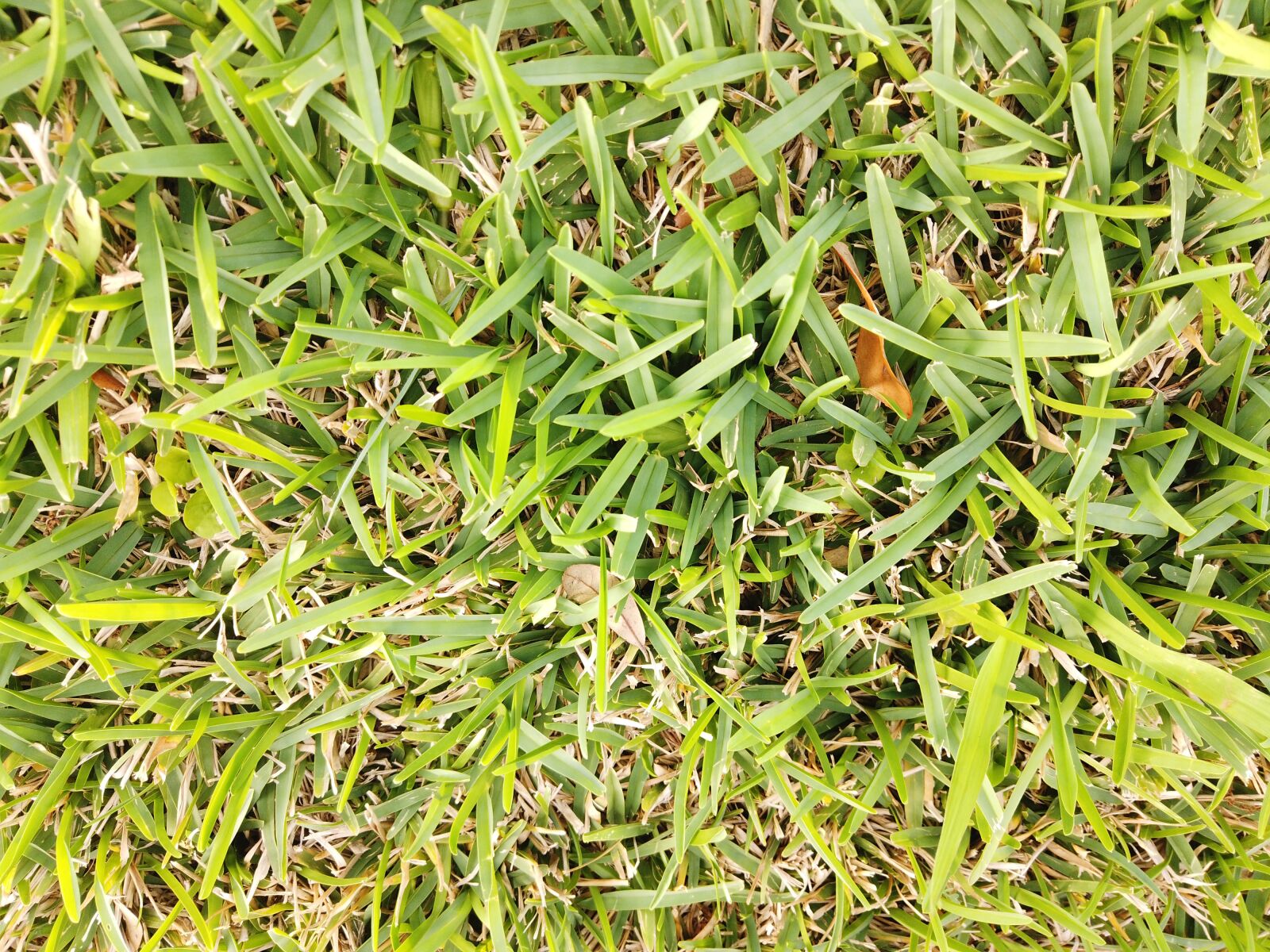 DJI Osmo Pocket sample photo. Grass, green, nature photography