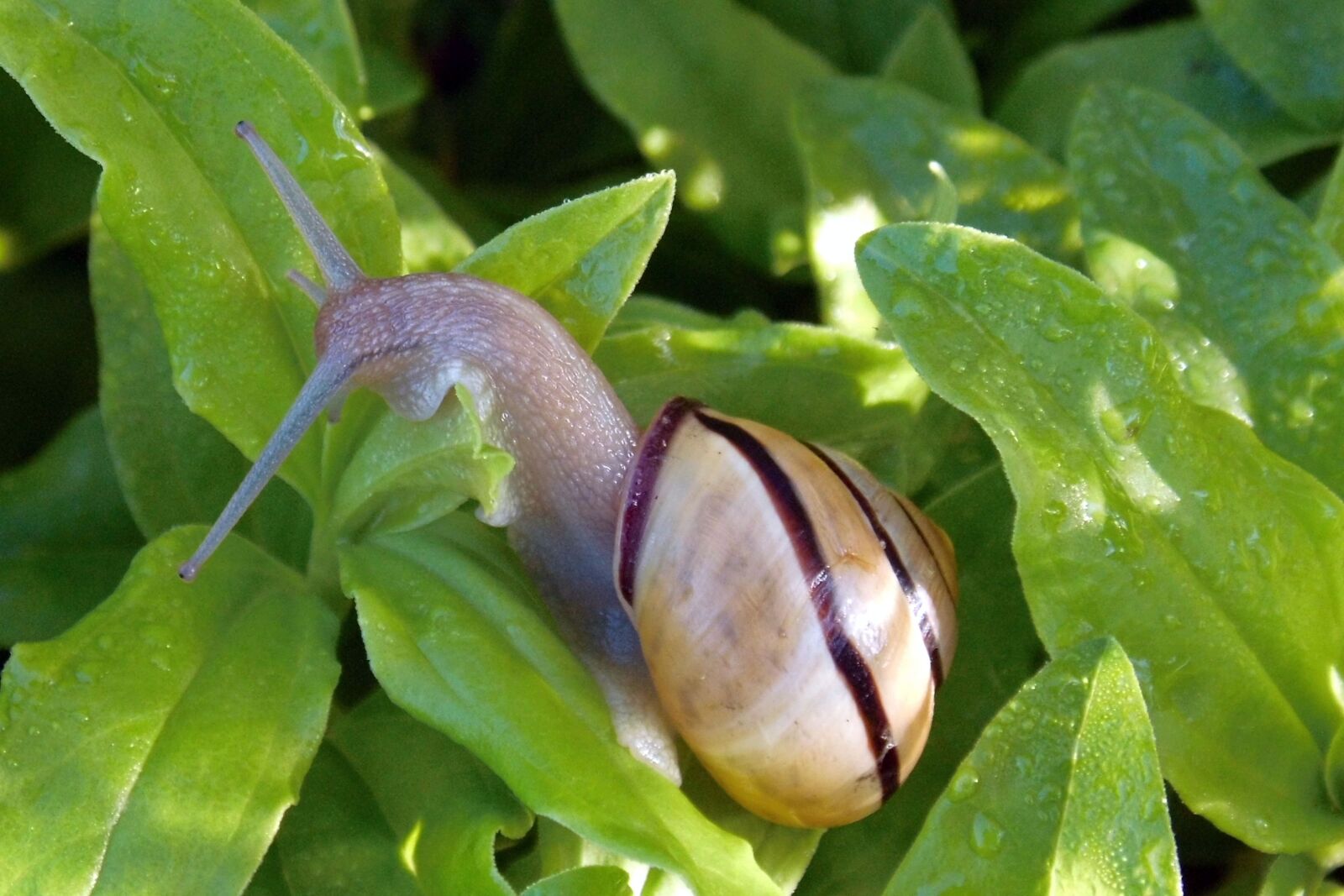 MEDION MD86827 sample photo. Snail, animal, shell photography