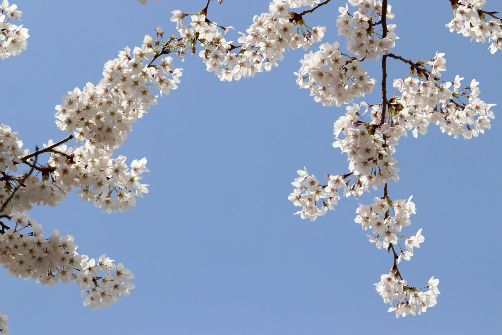 Canon EF 70-200mm F2.8L USM sample photo. Cherry blossom, spring, flowers photography