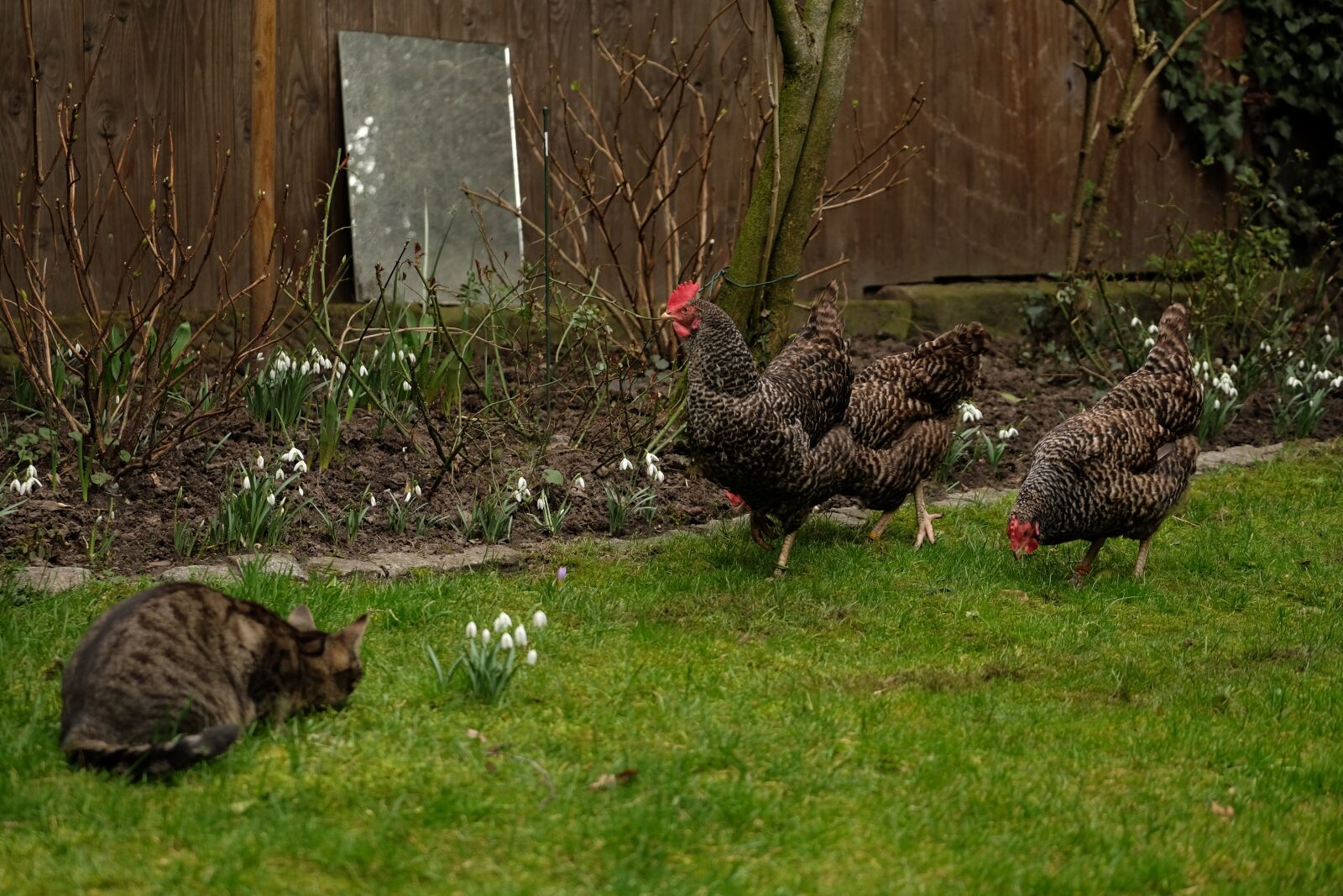 Fujifilm XF 50-140mm F2.8 R LM OIS WR sample photo. Cat, chicken, chickens photography