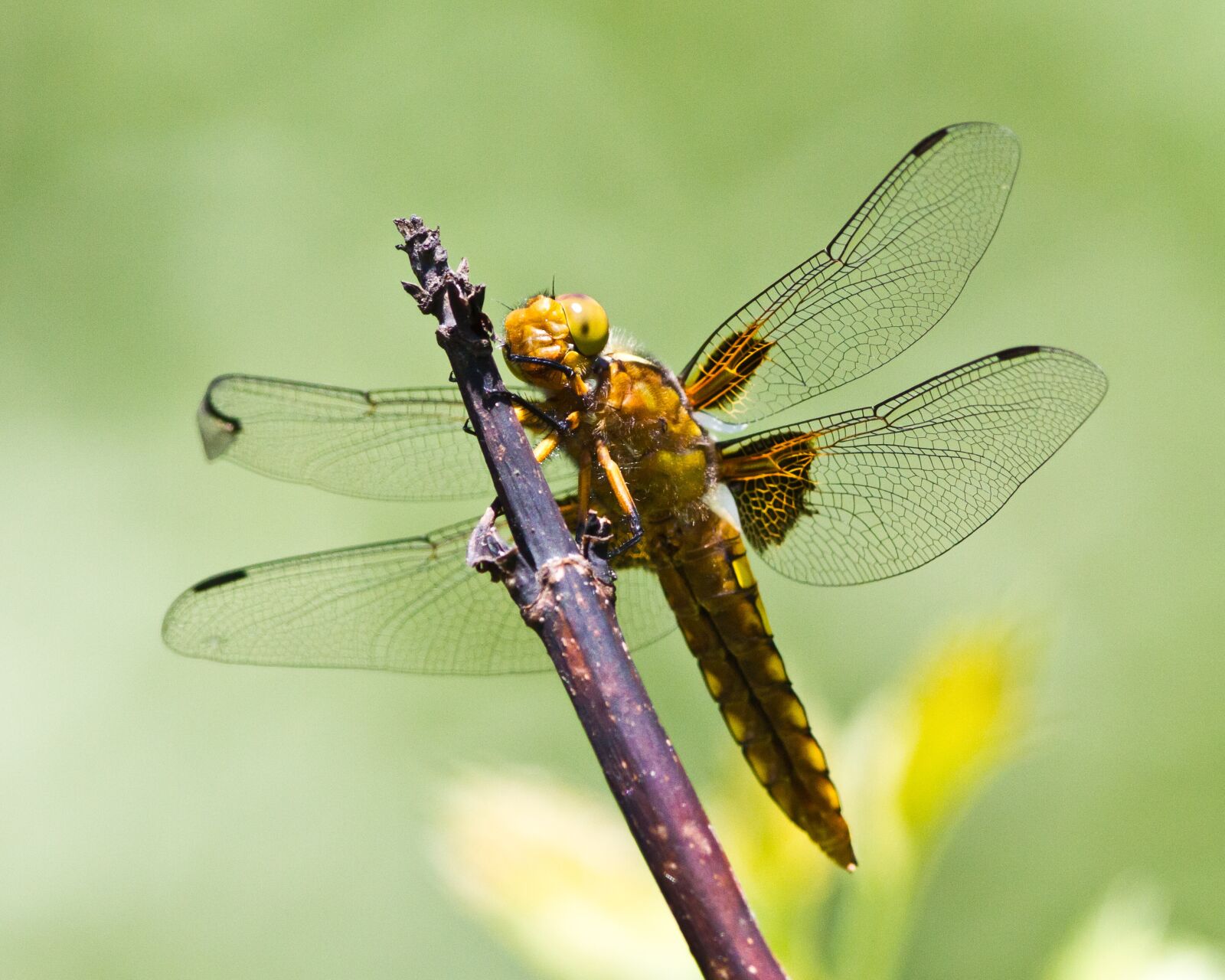 Canon EF 300mm F4L IS USM sample photo. Dragonfly, branch, green photography