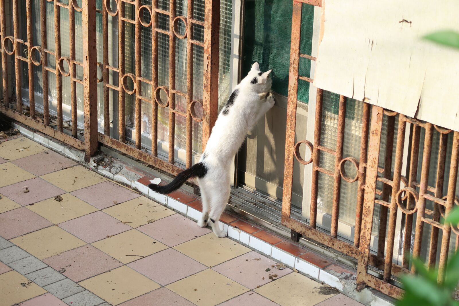 Canon PowerShot G7 X sample photo. Cat, stairs, community photography