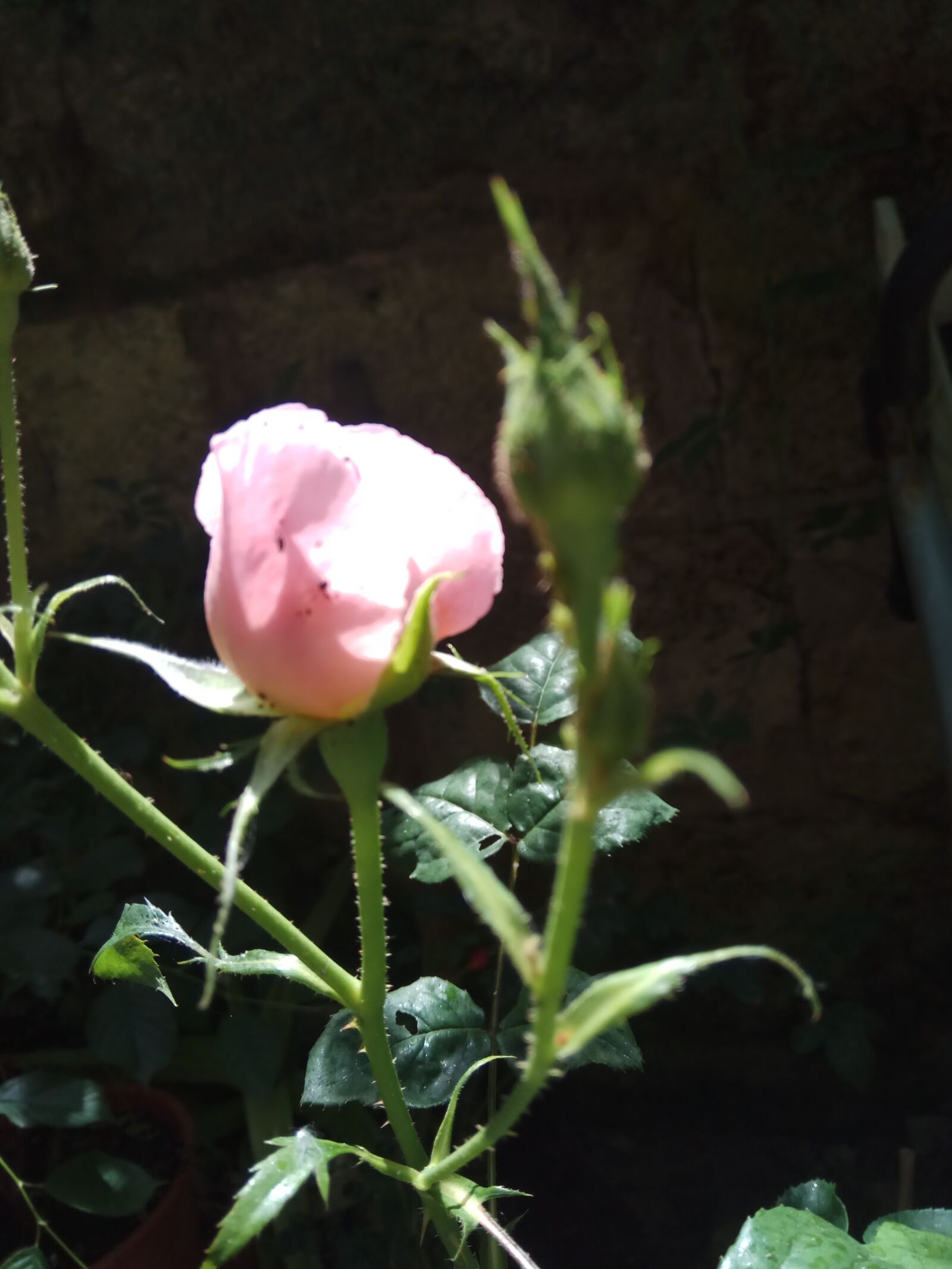 Xiaomi Redmi Note 4 sample photo. Pink, rose, natural photography