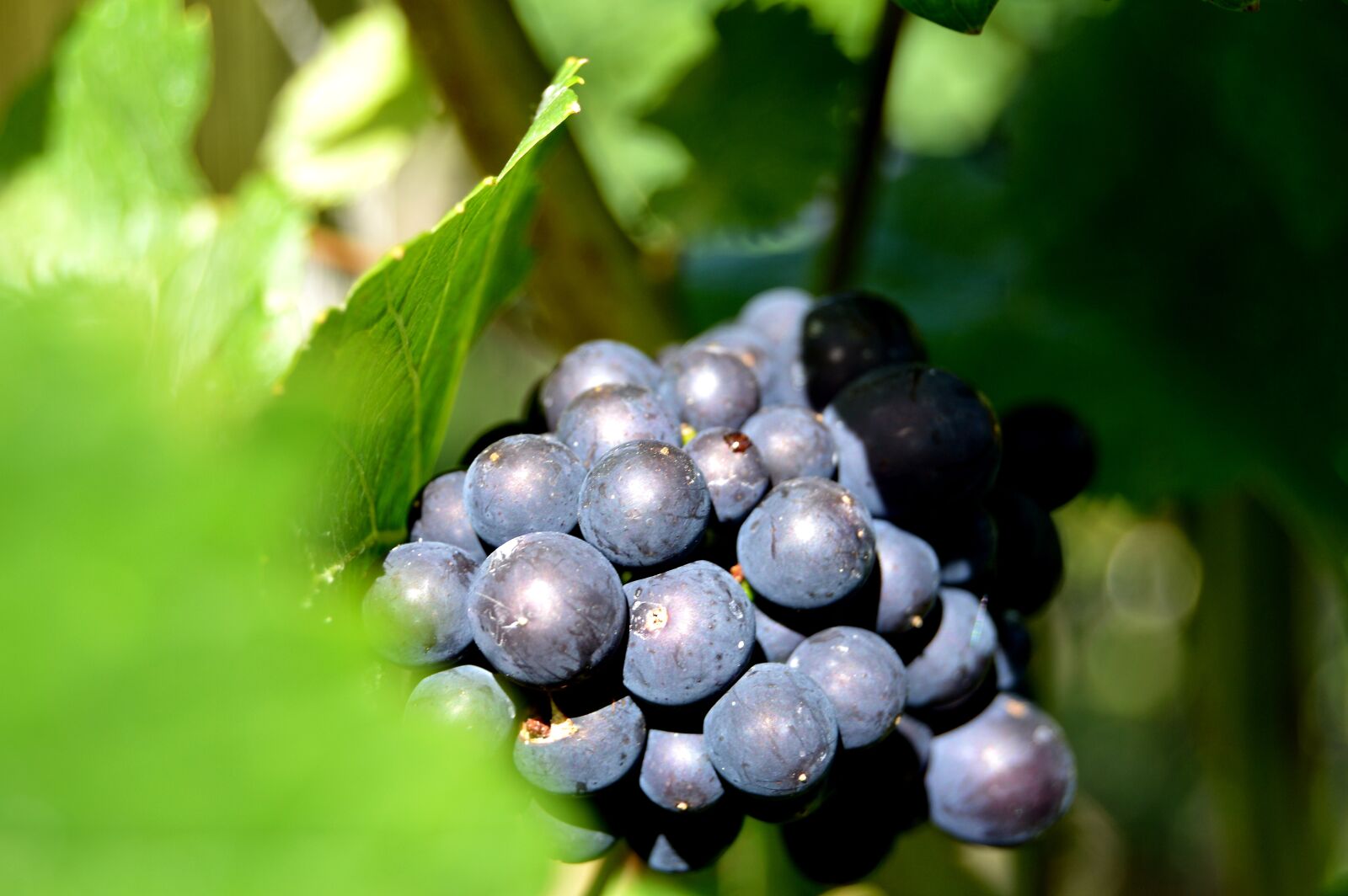 Nikon D3200 sample photo. Rebstock, grapes, henkel photography