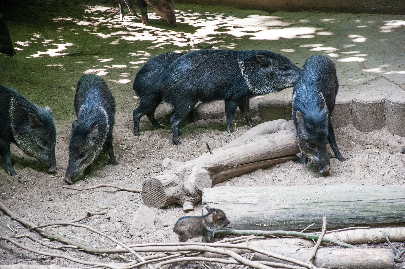 Nikon D5000 sample photo. Nature, mammal, animal photography