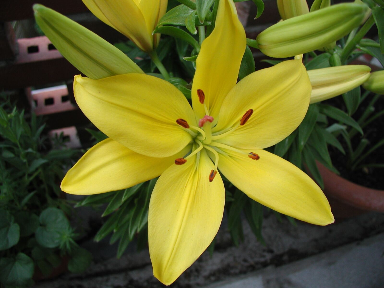 Olympus C3030Z sample photo. Lily, yellow, blossom photography