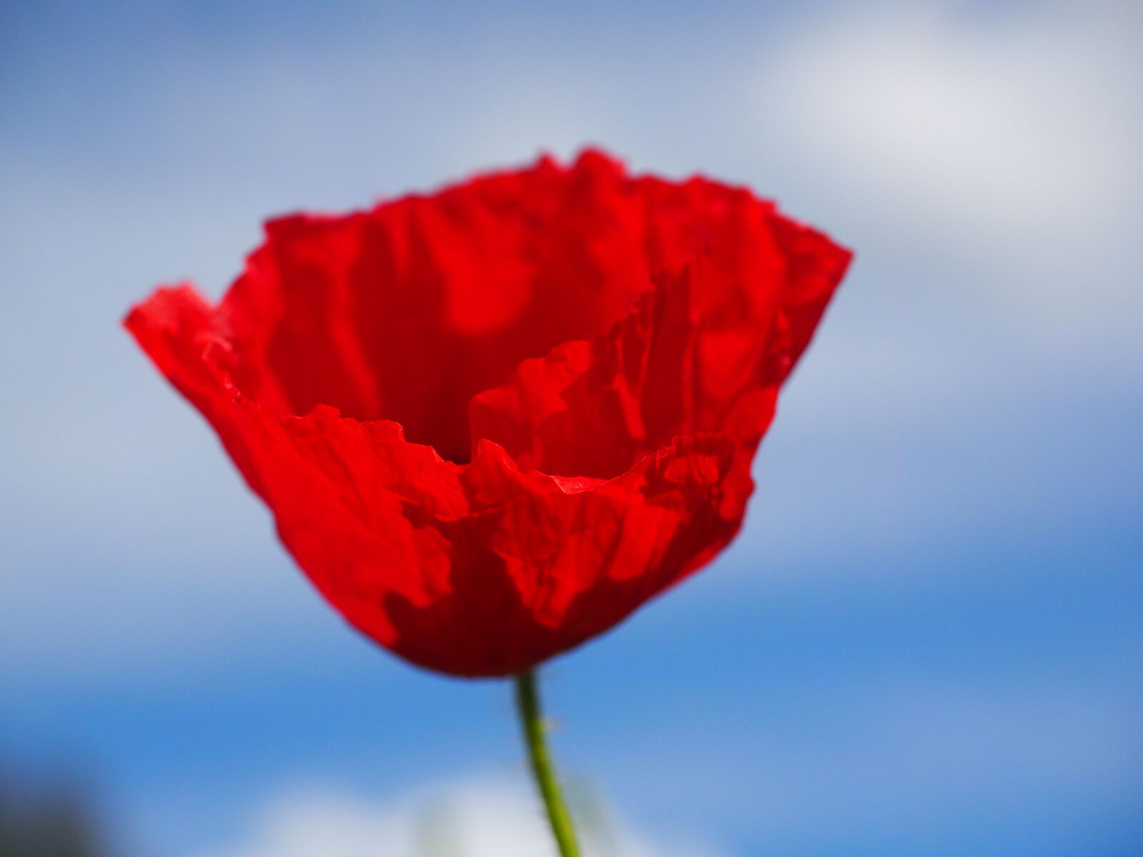 Olympus OM-D E-M1 + Olympus M.Zuiko Digital ED 12-40mm F2.8 Pro sample photo. Klatschmohn, poppy flower, poppy photography