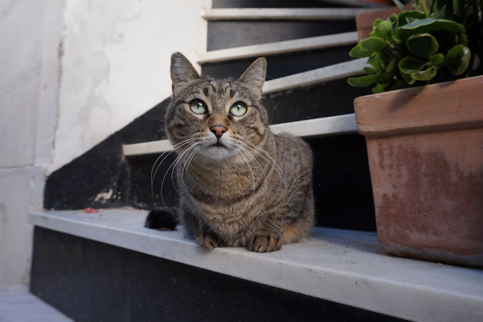 Sony Alpha a5000 (ILCE 5000) sample photo. Cat, italy, gray cat photography