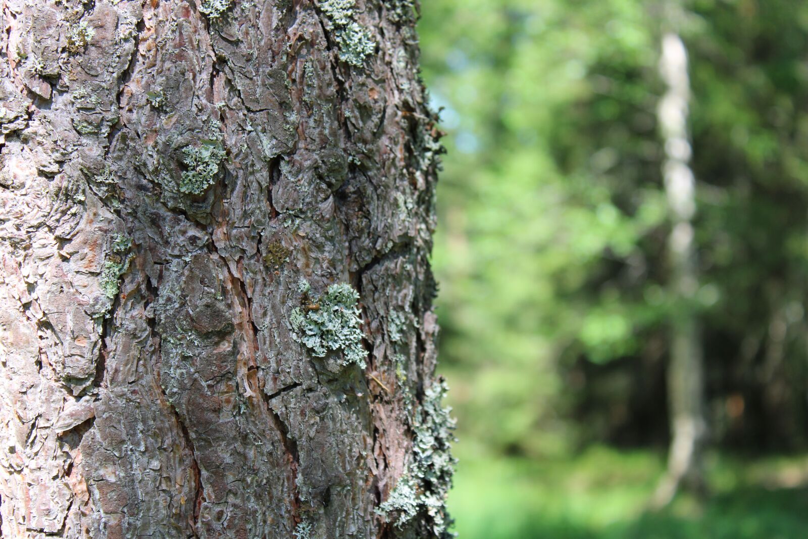 Canon EOS 2000D (EOS Rebel T7 / EOS Kiss X90 / EOS 1500D) sample photo. Tree, fir, spruce photography