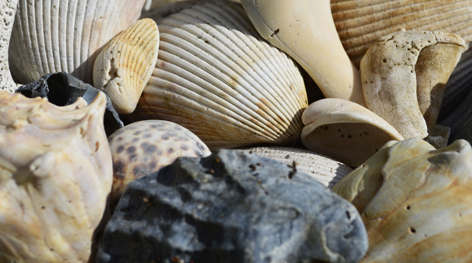 Nikon D3200 sample photo. Collection, pile, seashells, shells photography