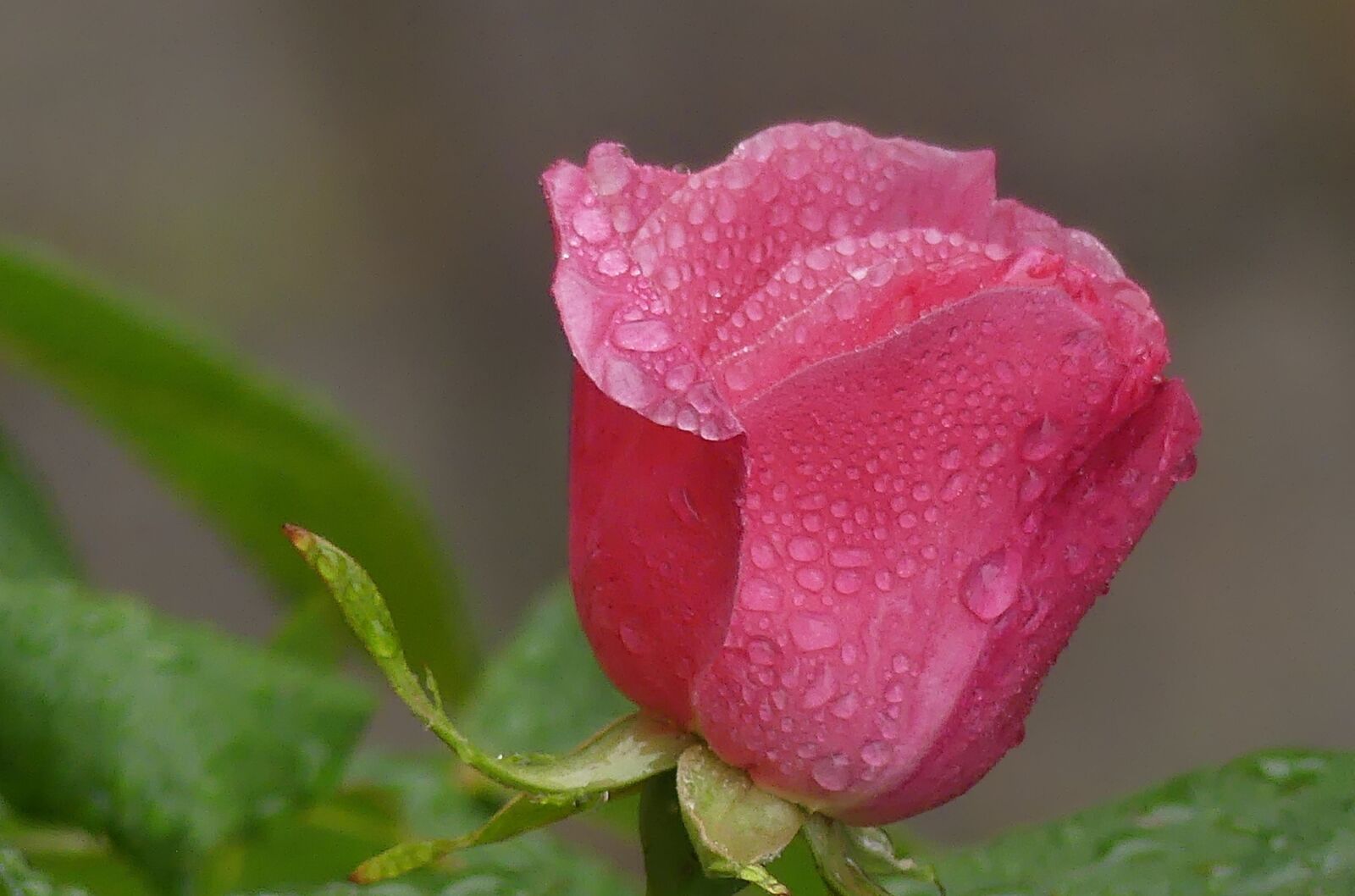 Panasonic Lumix DMC-FZ300 sample photo. Rose, drip, flower photography