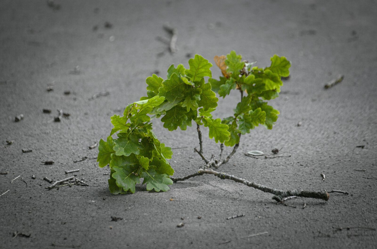 Nikon D70 sample photo. Branch, oak, canceled photography