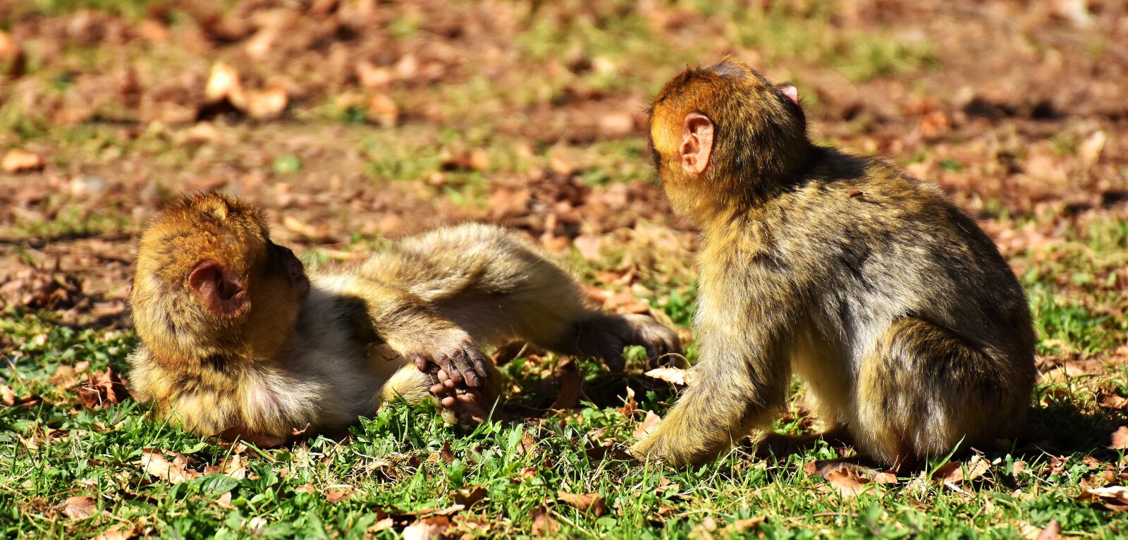 Nikon D7200 sample photo. Berber monkeys, play, cute photography
