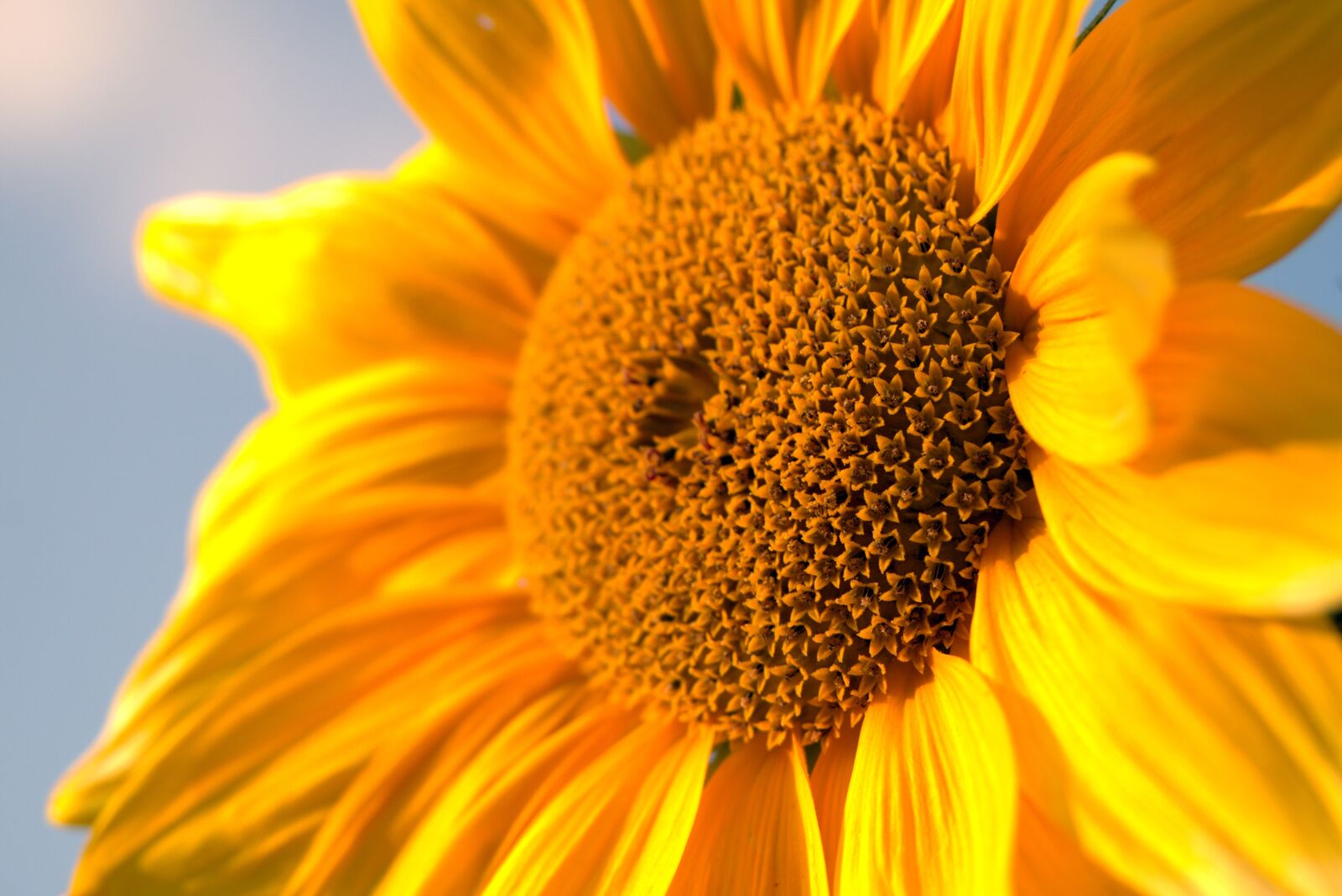 Pentax K-S2 sample photo. Sunflower, yellow, garden photography