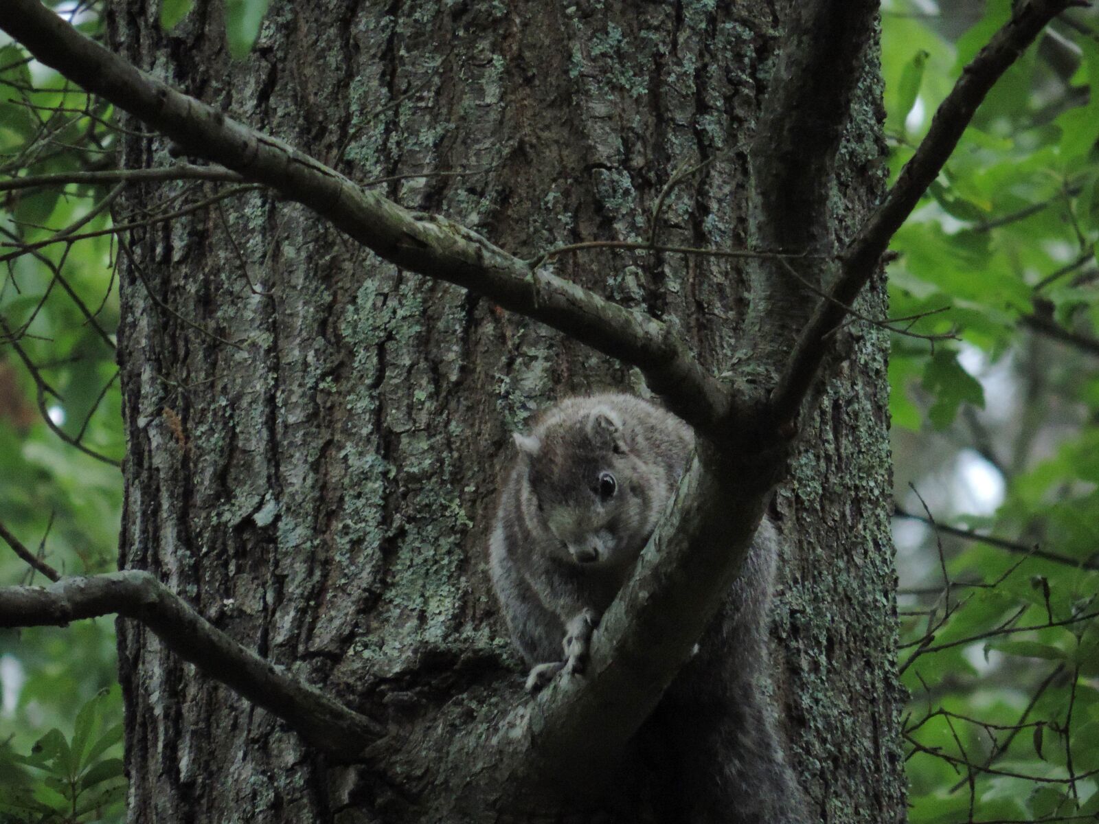 Nikon Coolpix P520 sample photo. Animal, fox, squirrel photography