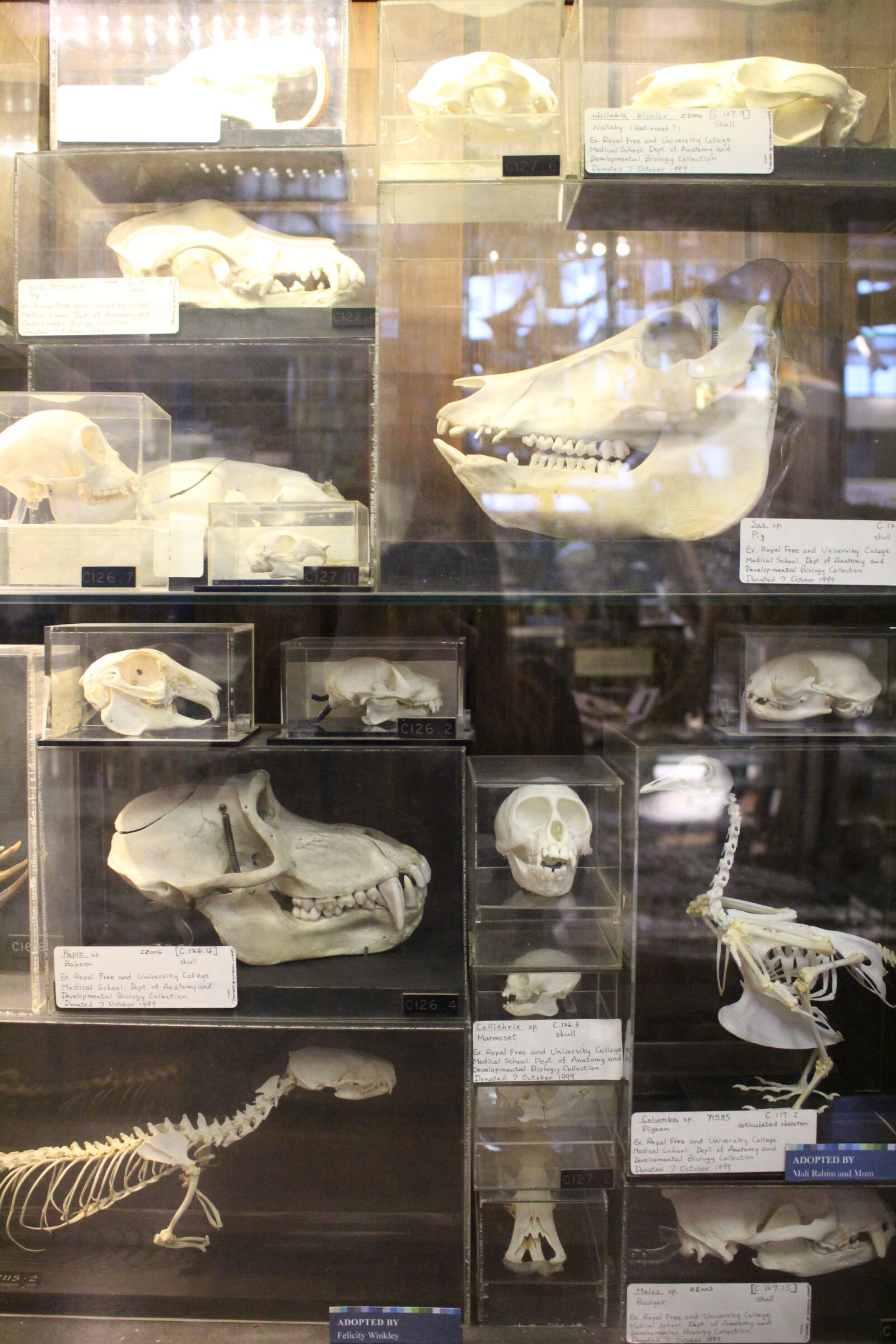 Canon EOS 100D (EOS Rebel SL1 / EOS Kiss X7) sample photo. Animal, skulls, display, museum photography