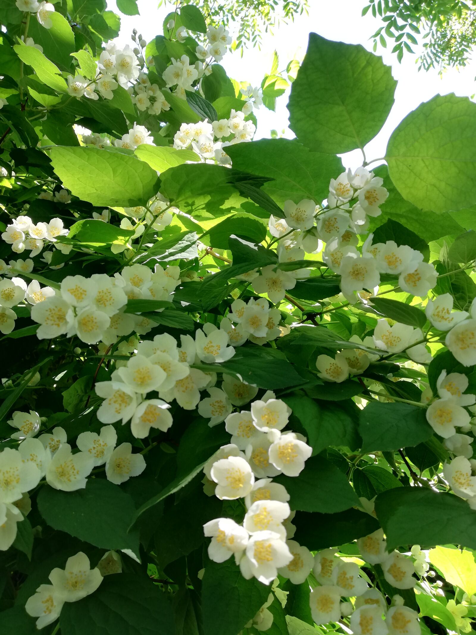 HUAWEI ANE-LX1 sample photo