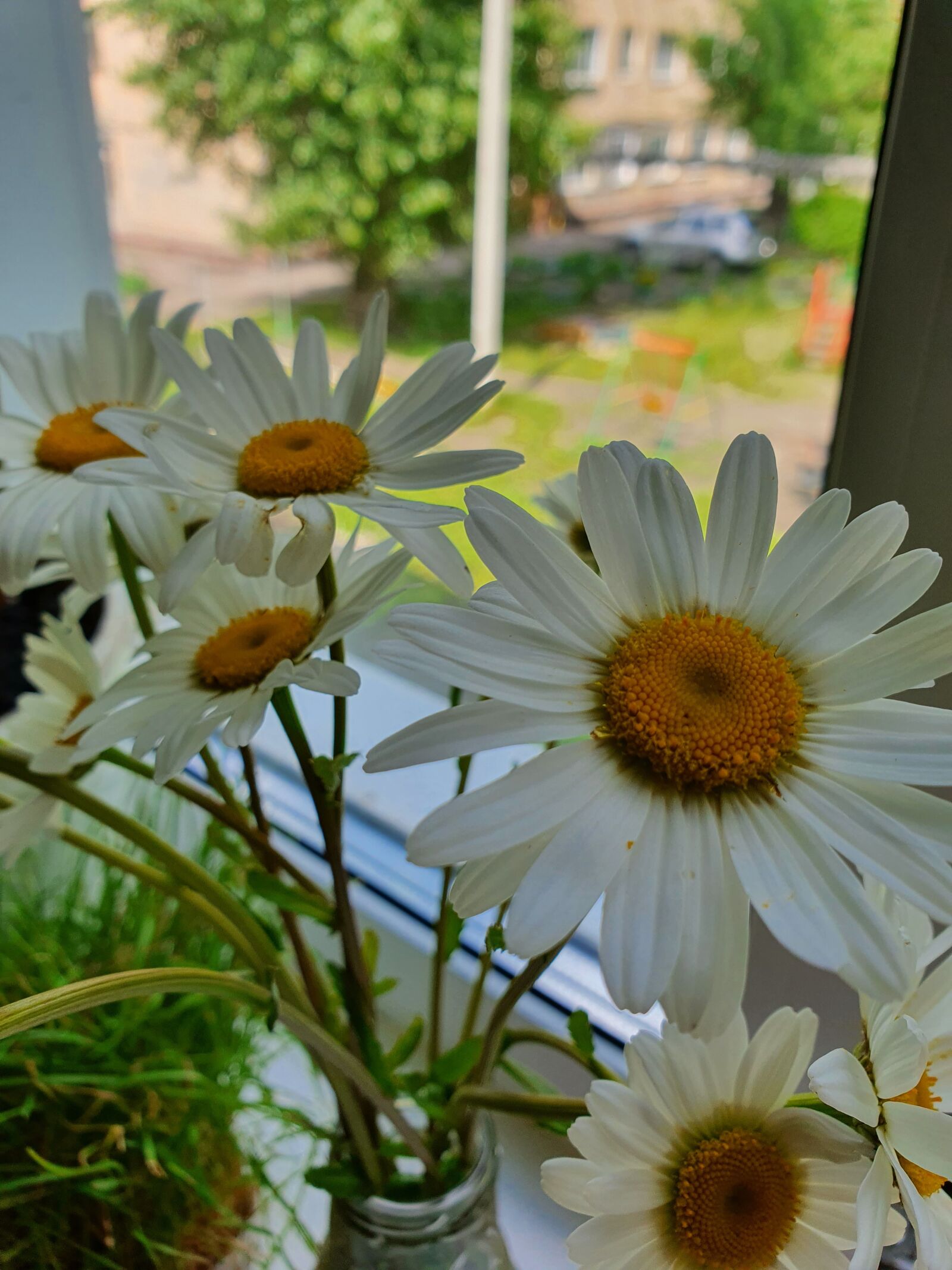 Samsung Galaxy S10 sample photo. Bouquet, window, chamomile photography