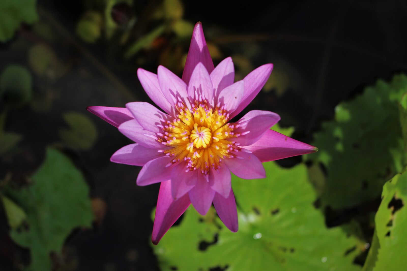 Canon EOS 700D (EOS Rebel T5i / EOS Kiss X7i) + Canon EF-S 18-55mm F3.5-5.6 IS STM sample photo. Waterlily, pink, flower photography