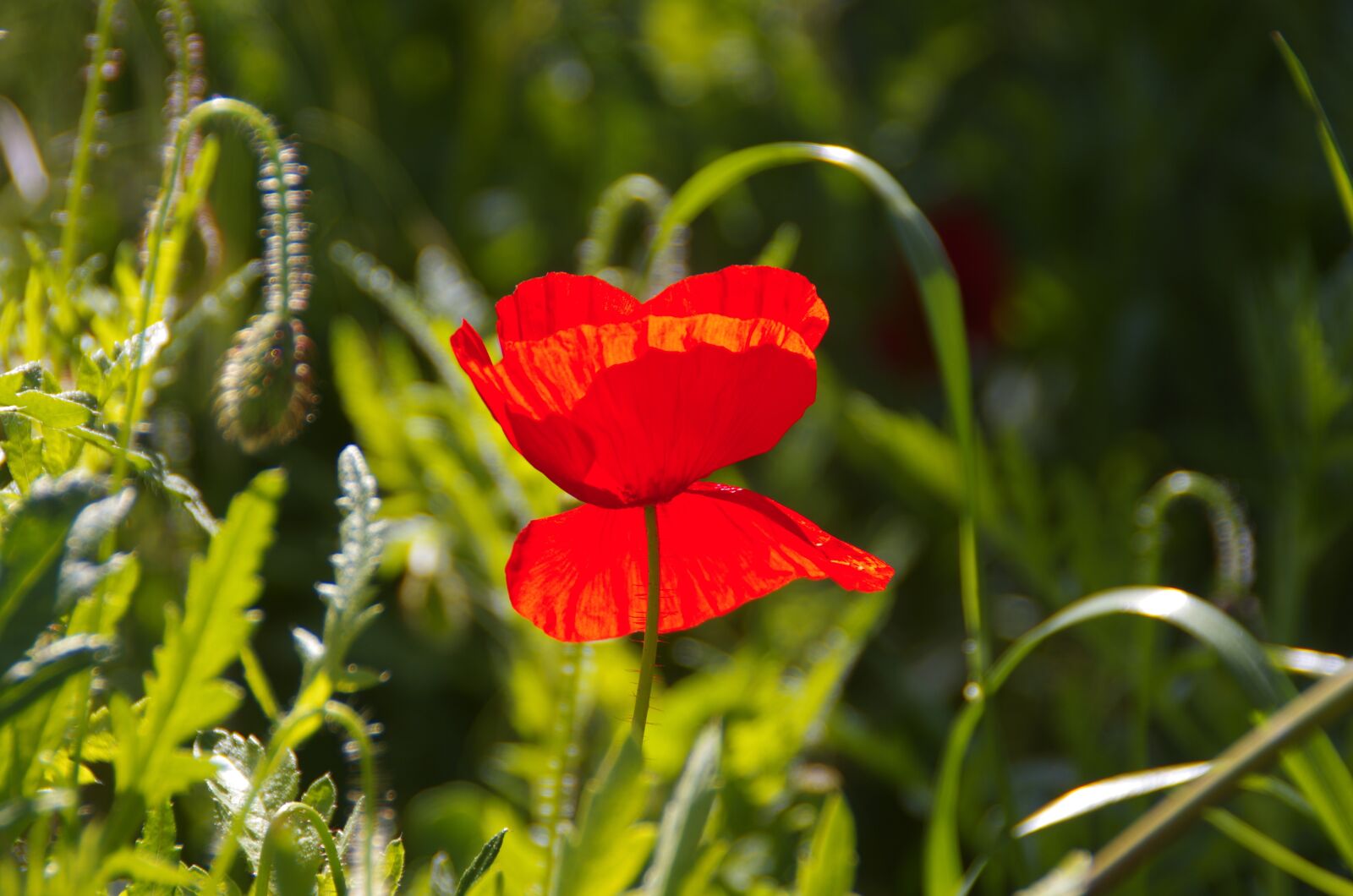 Pentax K-5 sample photo. Poppy, garden, red photography
