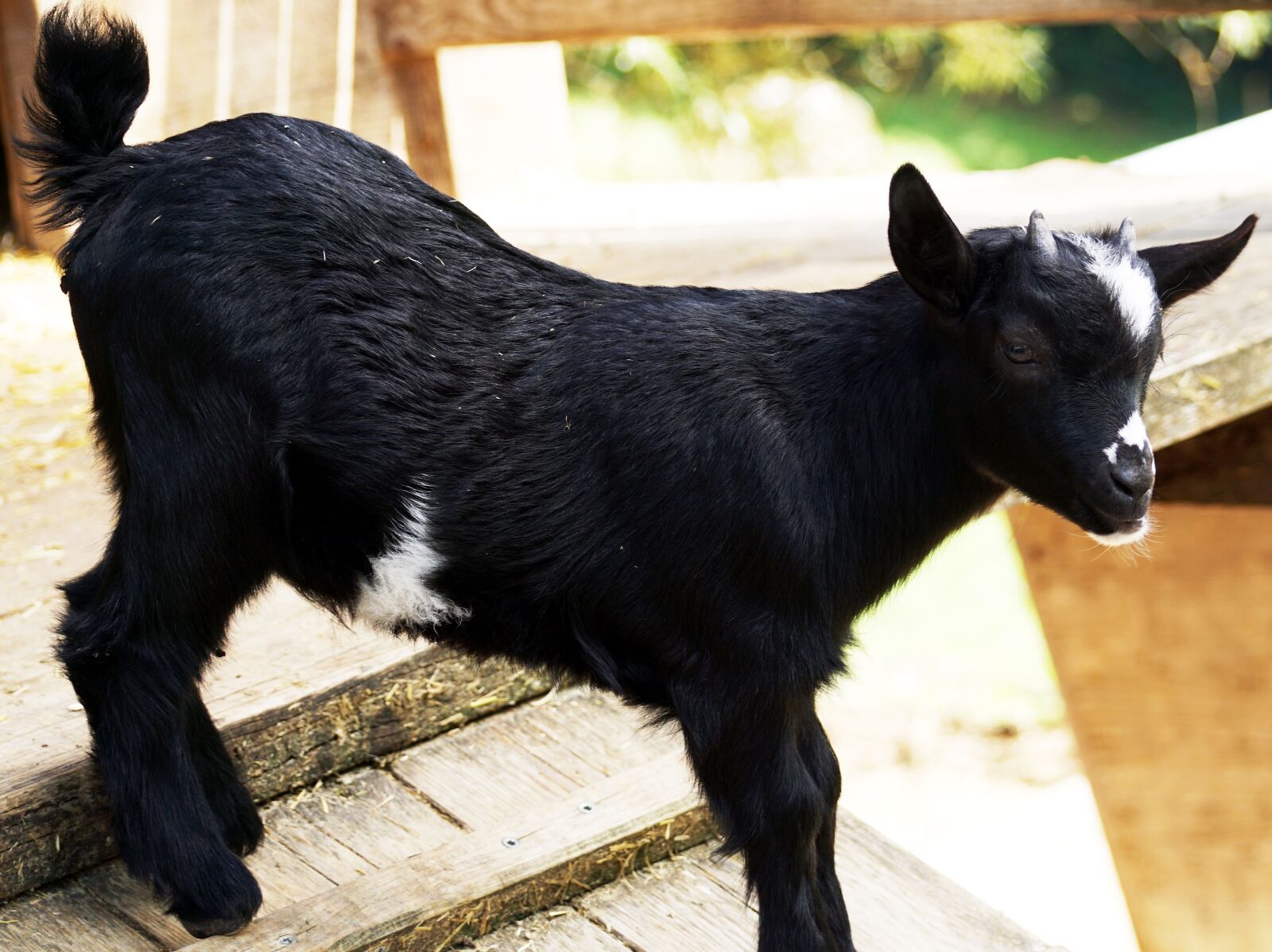 Sony DT 55-300mm F4.5-5.6 SAM sample photo. Kid, young goat, goat photography
