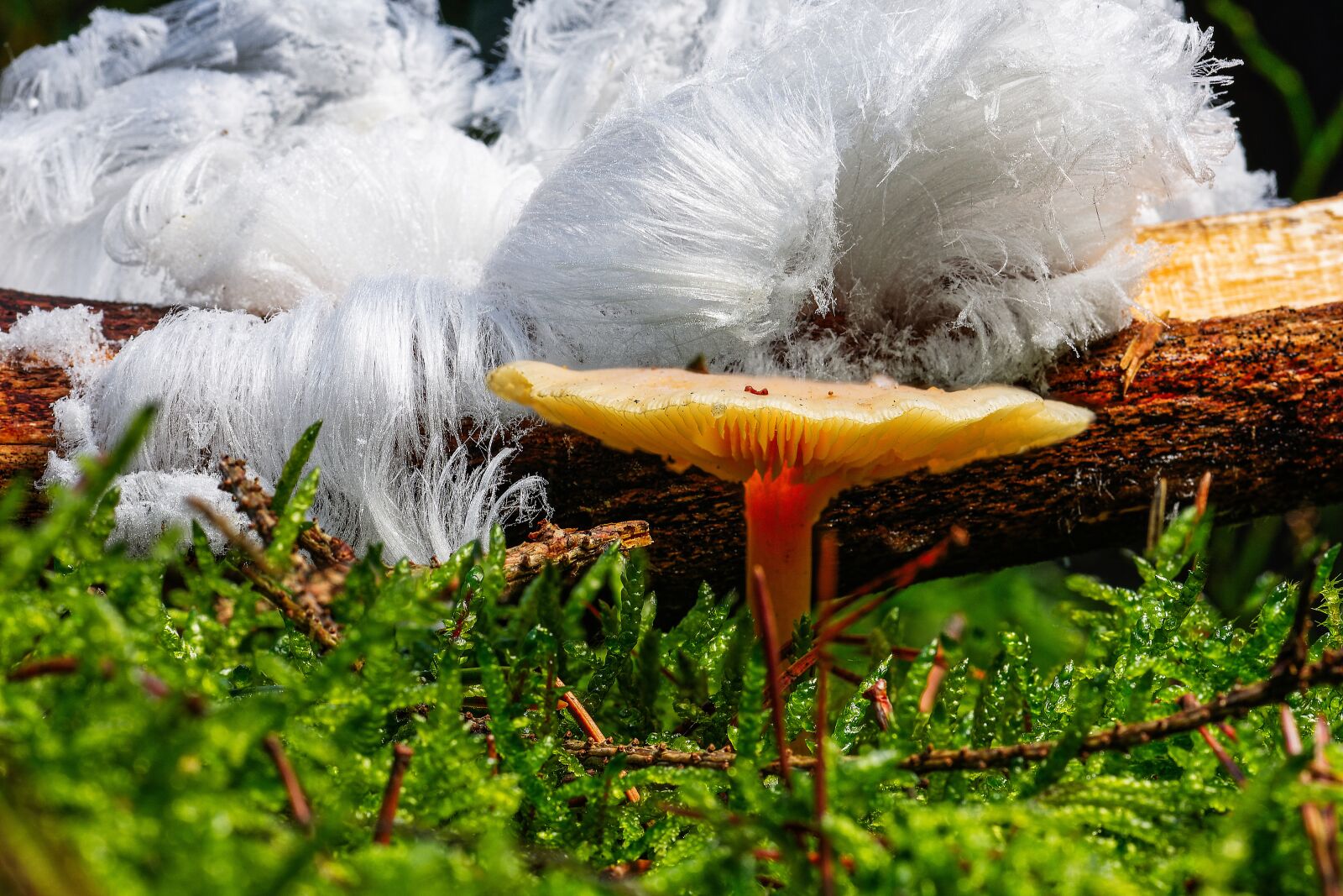 Nikon D7200 sample photo. Haareis, mold, mushrooms photography