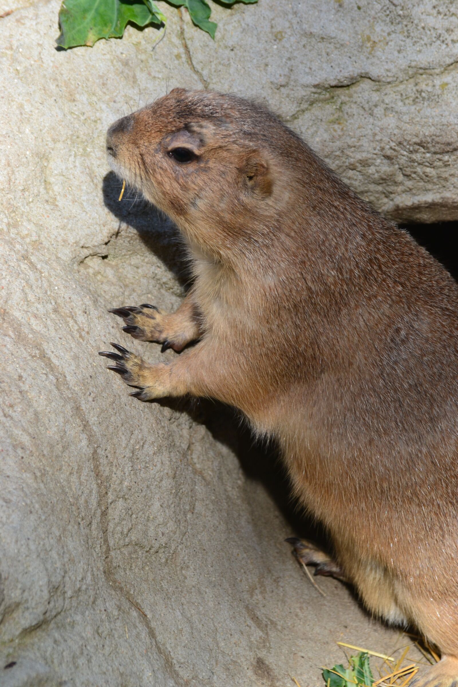 Nikon D3100 sample photo. Prairie dog, close up photography