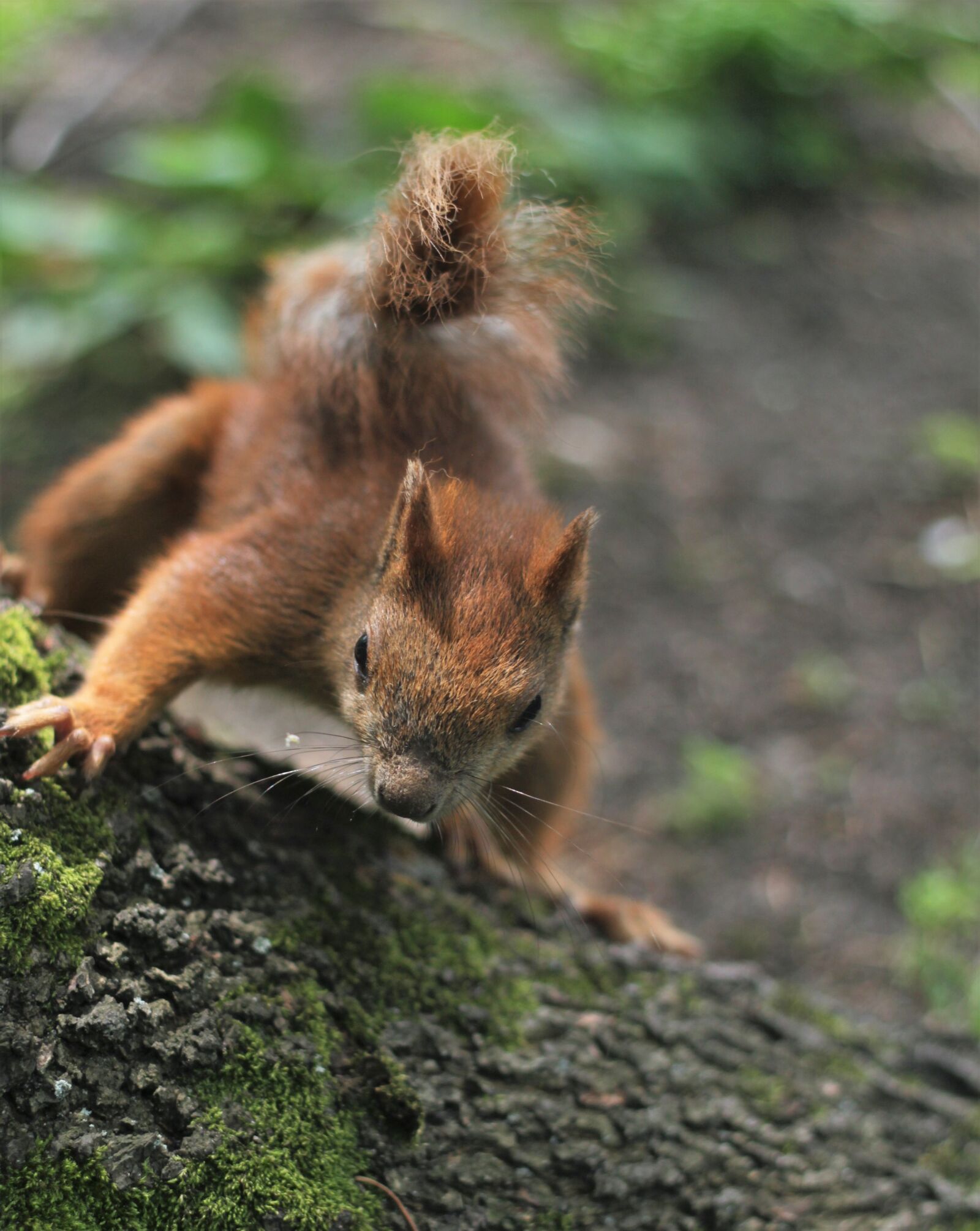 Canon EOS 600D (Rebel EOS T3i / EOS Kiss X5) + Canon EF 50mm F1.8 II sample photo. The squirrel, park, kita photography
