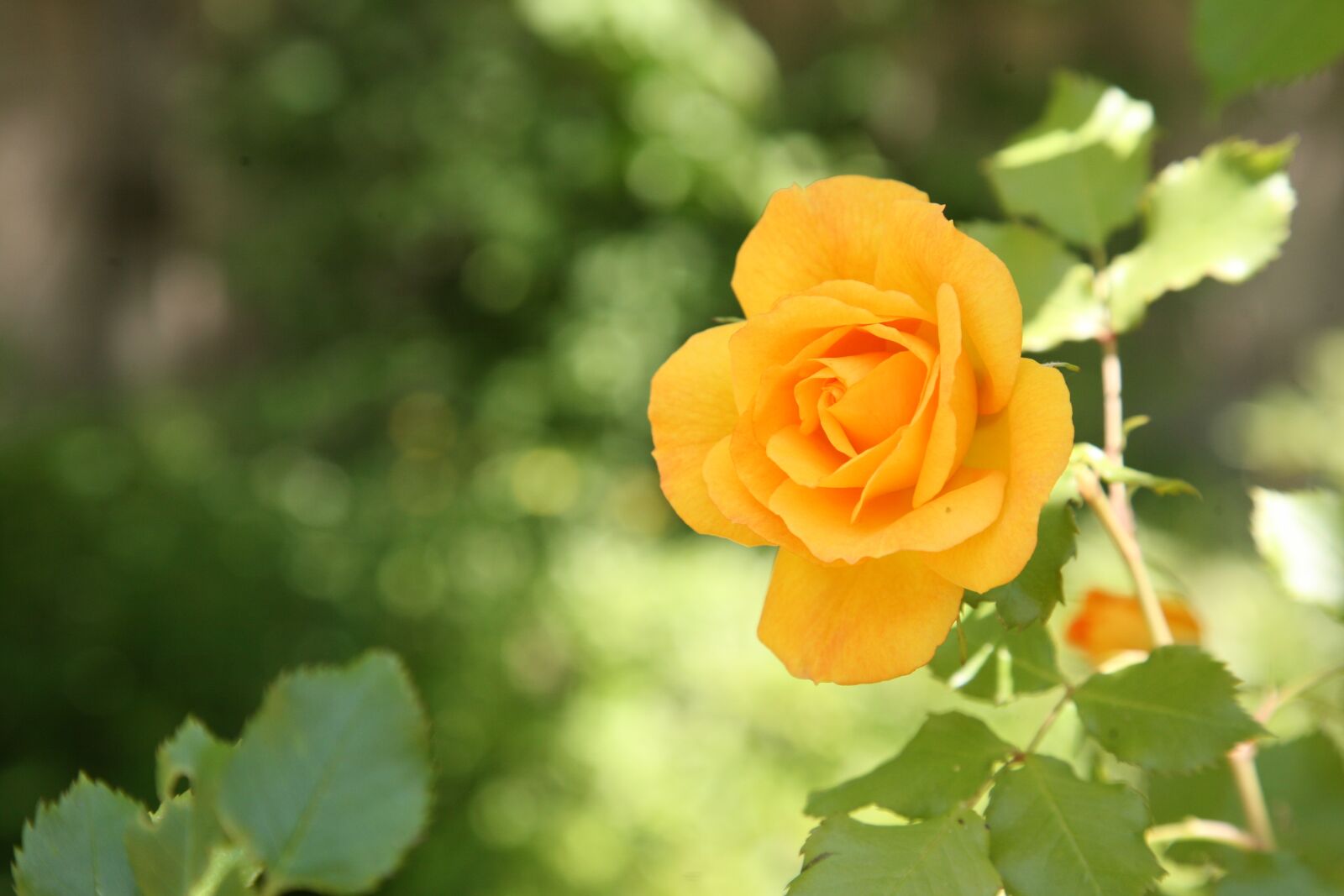 Canon EOS 5D sample photo. Rose, flowers, spring photography