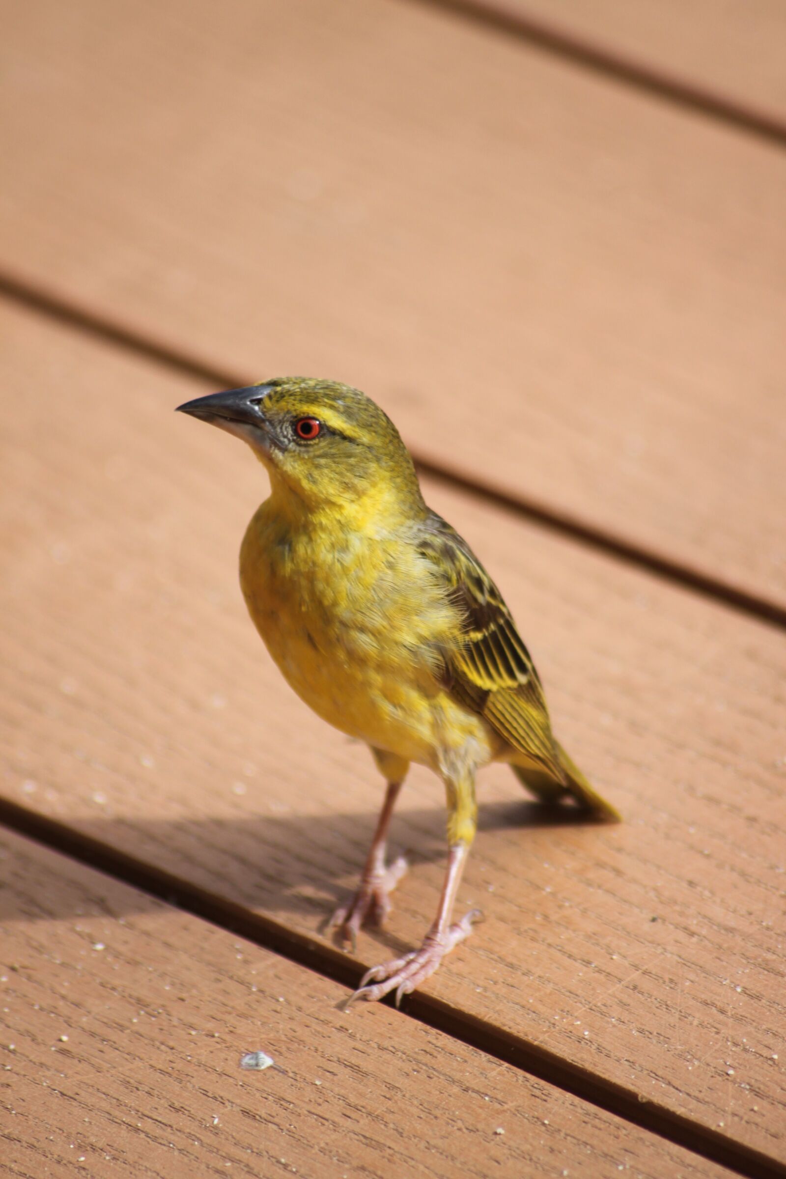 Canon EOS 500D (EOS Rebel T1i / EOS Kiss X3) sample photo. Bird, yellow, plumage photography