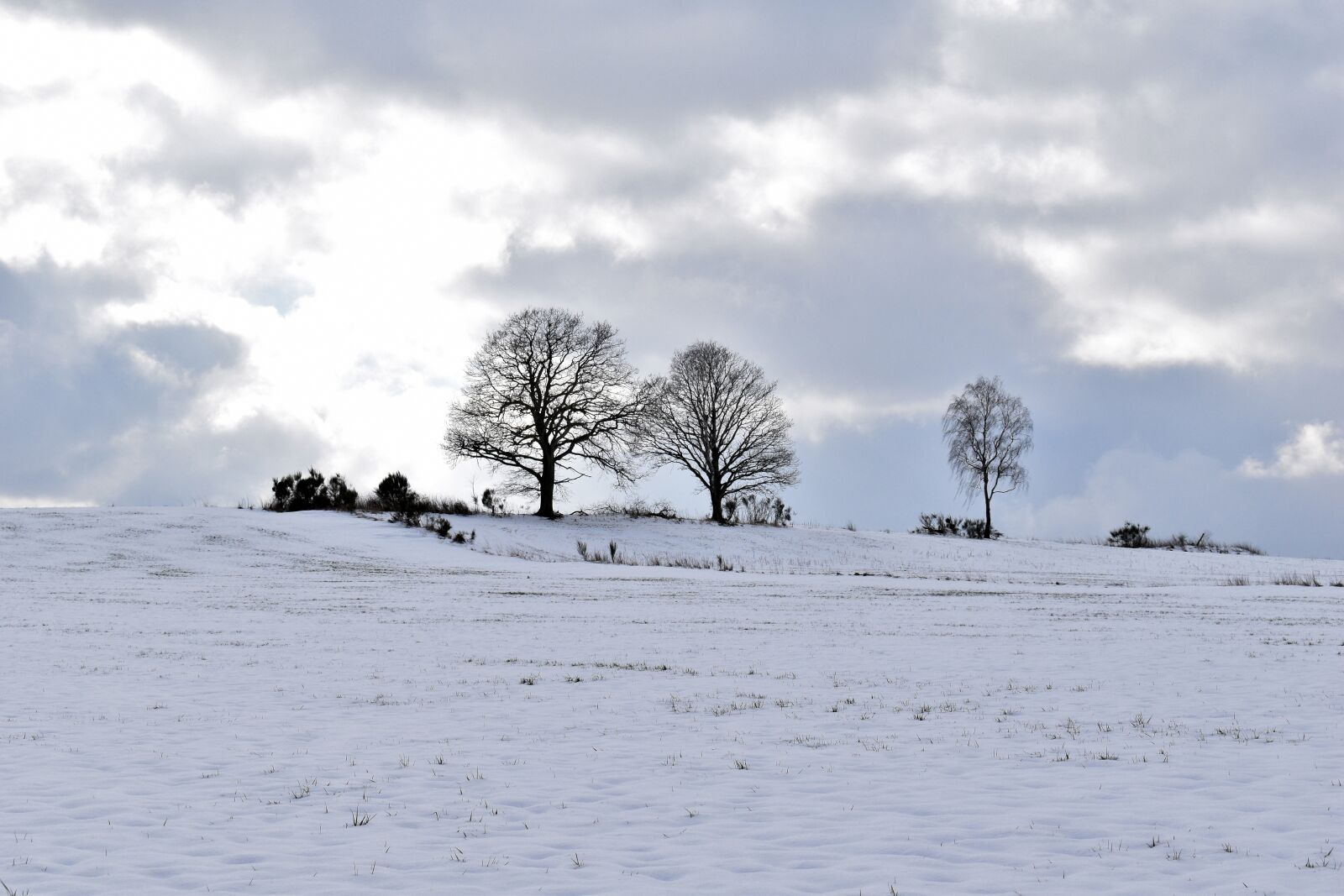 Nikon D5600 sample photo. Snow landscape, trees, horizon photography