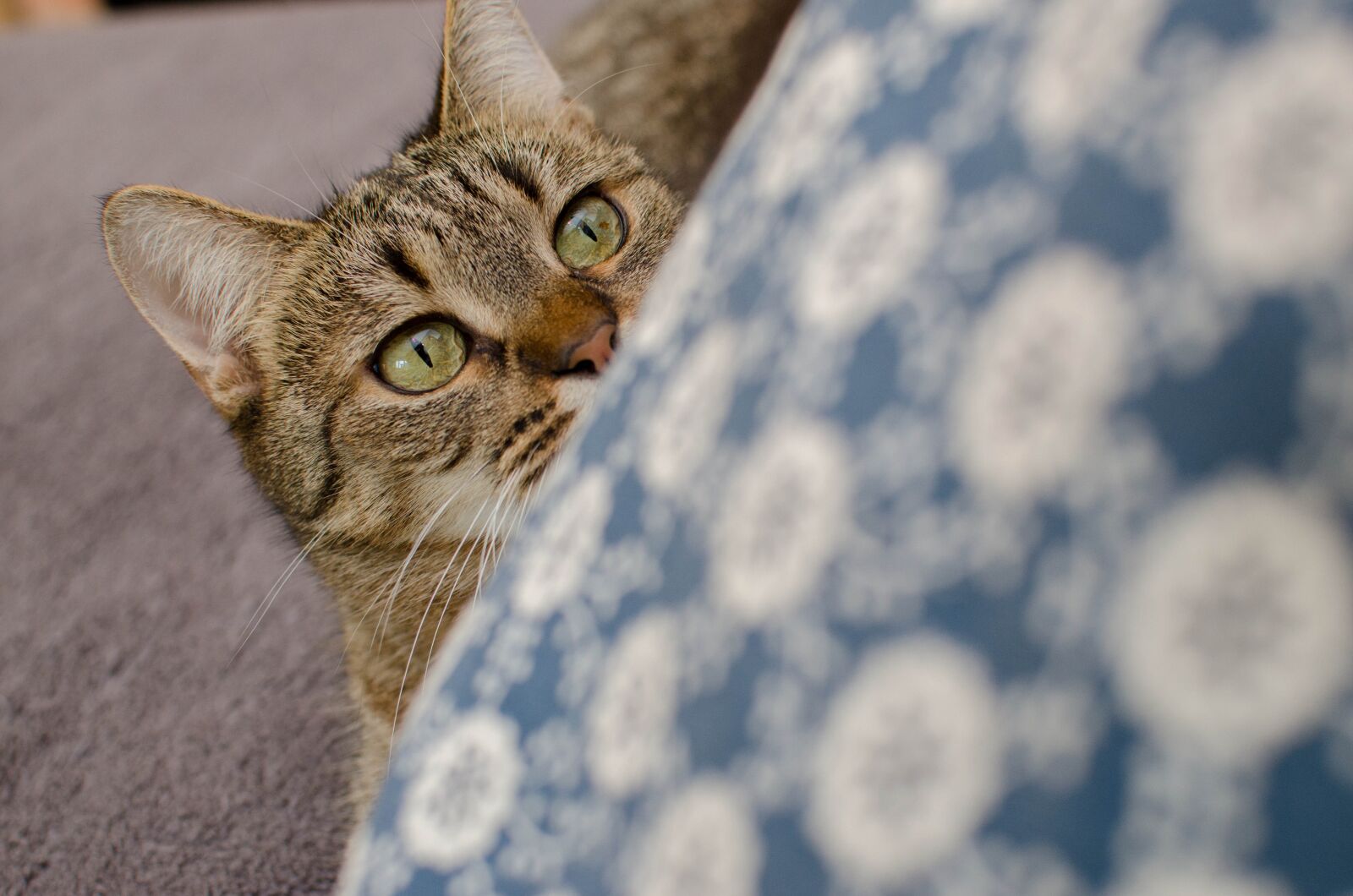 Nikon D7000 sample photo. Cat, bury cat, domestic photography