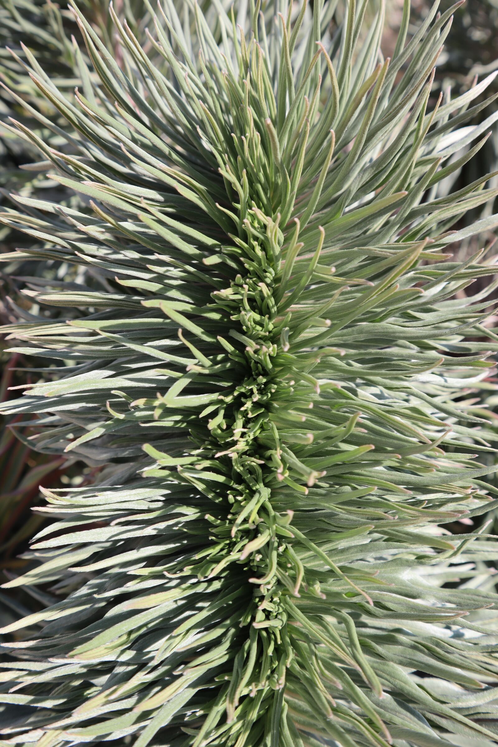 Canon EOS M50 (EOS Kiss M) sample photo. Plant, exotic, morocco photography