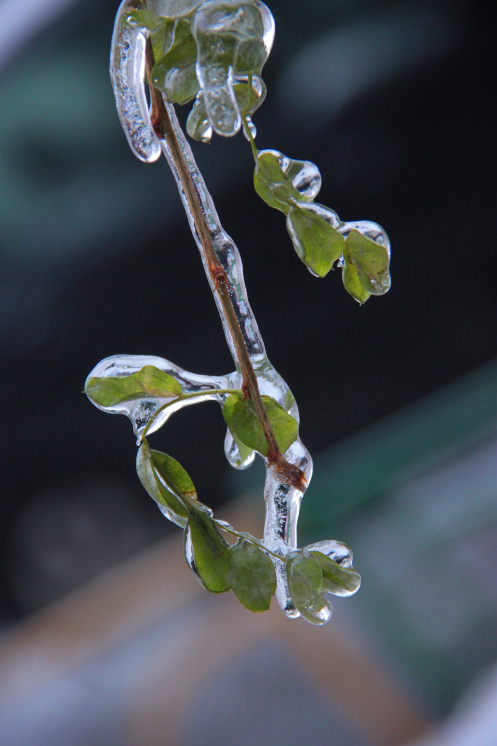 Canon EOS 500D (EOS Rebel T1i / EOS Kiss X3) sample photo. Ice, frost, leaves photography