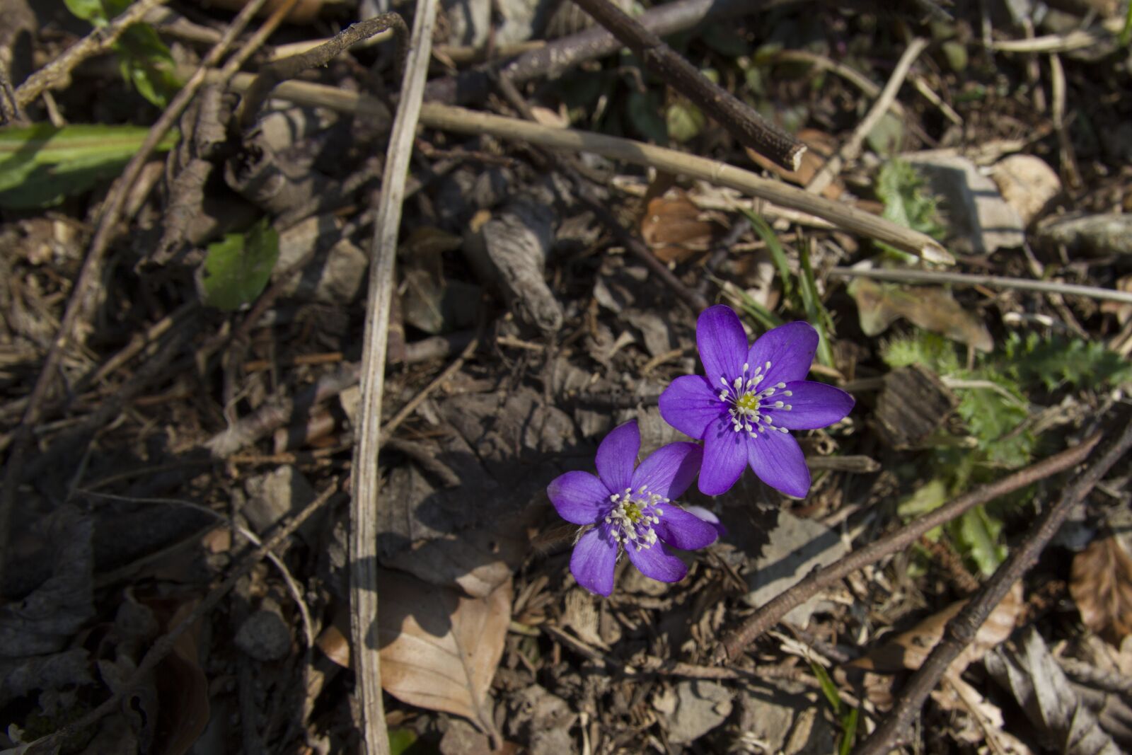 Canon EOS 7D sample photo. Harbinger of spring, hepatica photography
