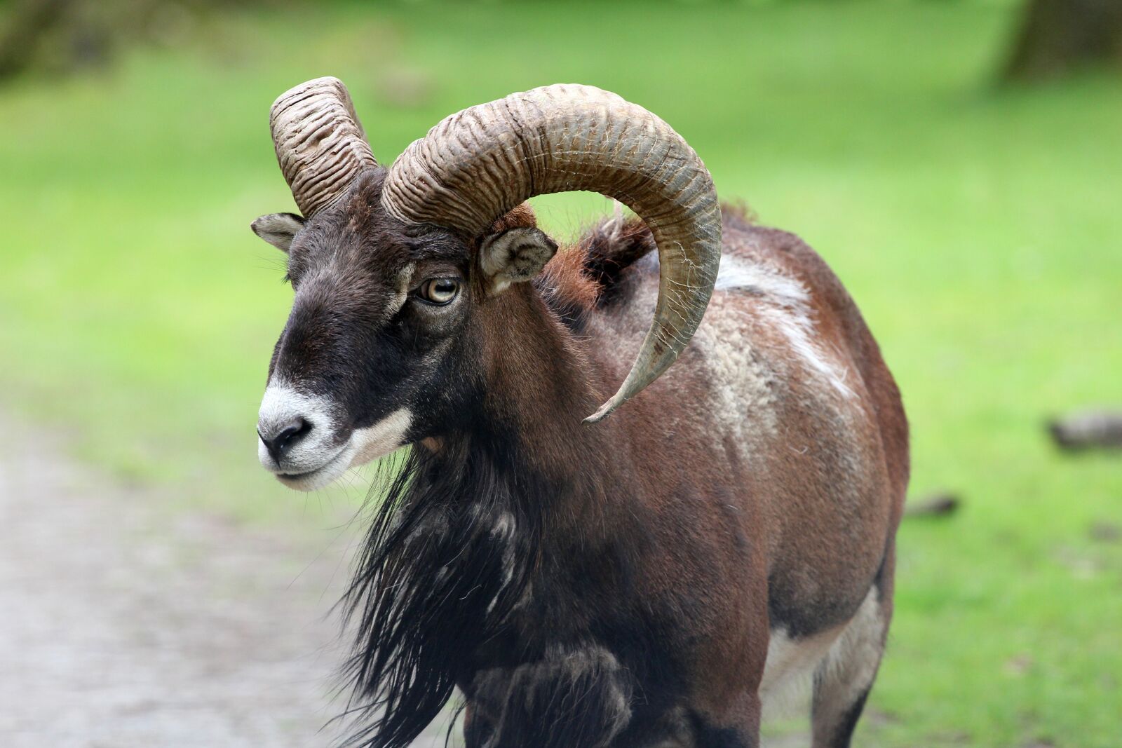 Canon EOS 60D sample photo. Billy goat, goat, ungulate photography