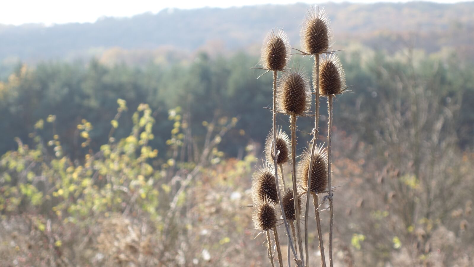 Sony Cyber-shot DSC-RX100 II sample photo. Field, autumn, h lyakutm photography