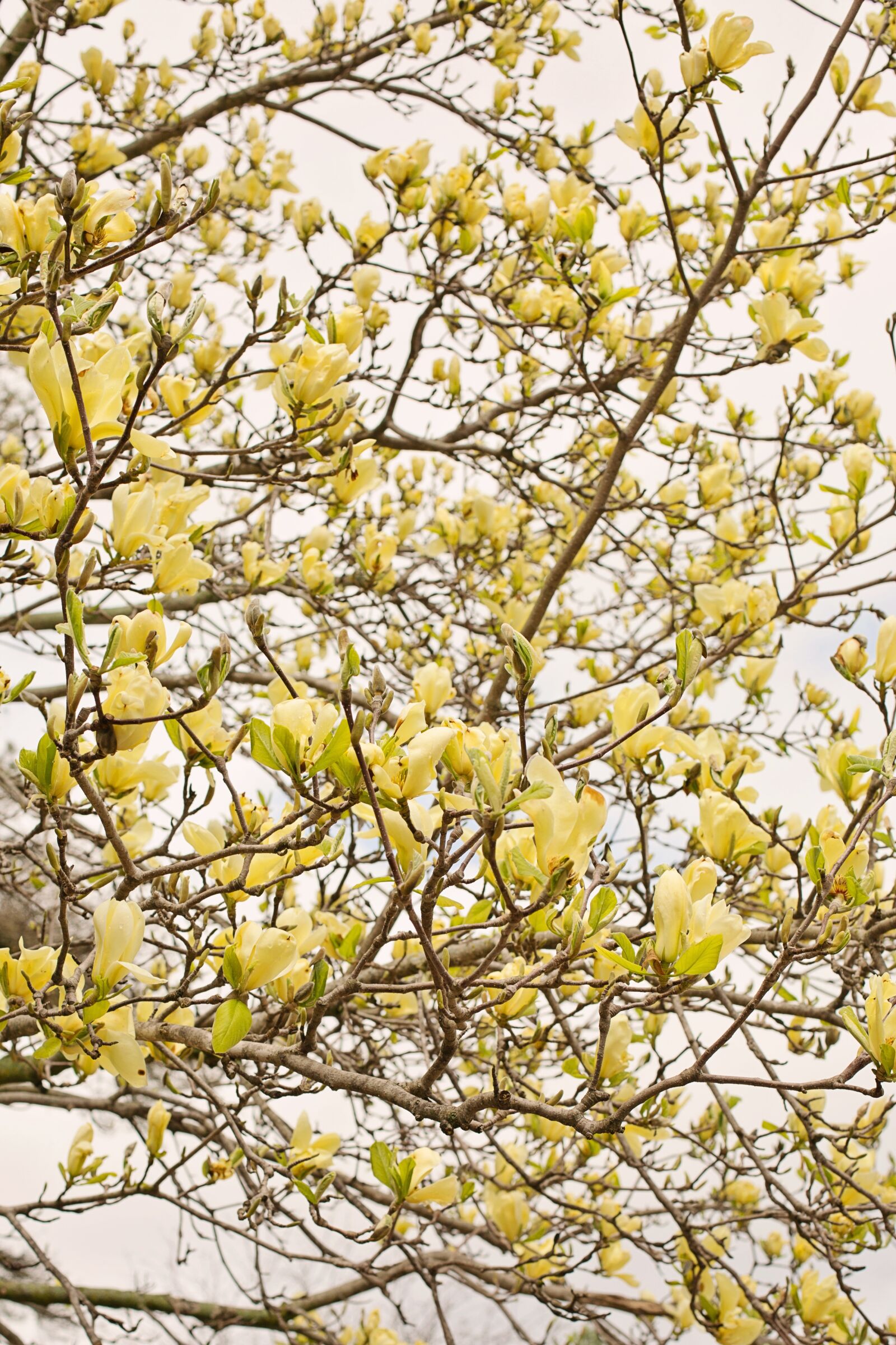 Canon EF 50mm F1.4 USM sample photo. Magnolia, tree, flowers photography
