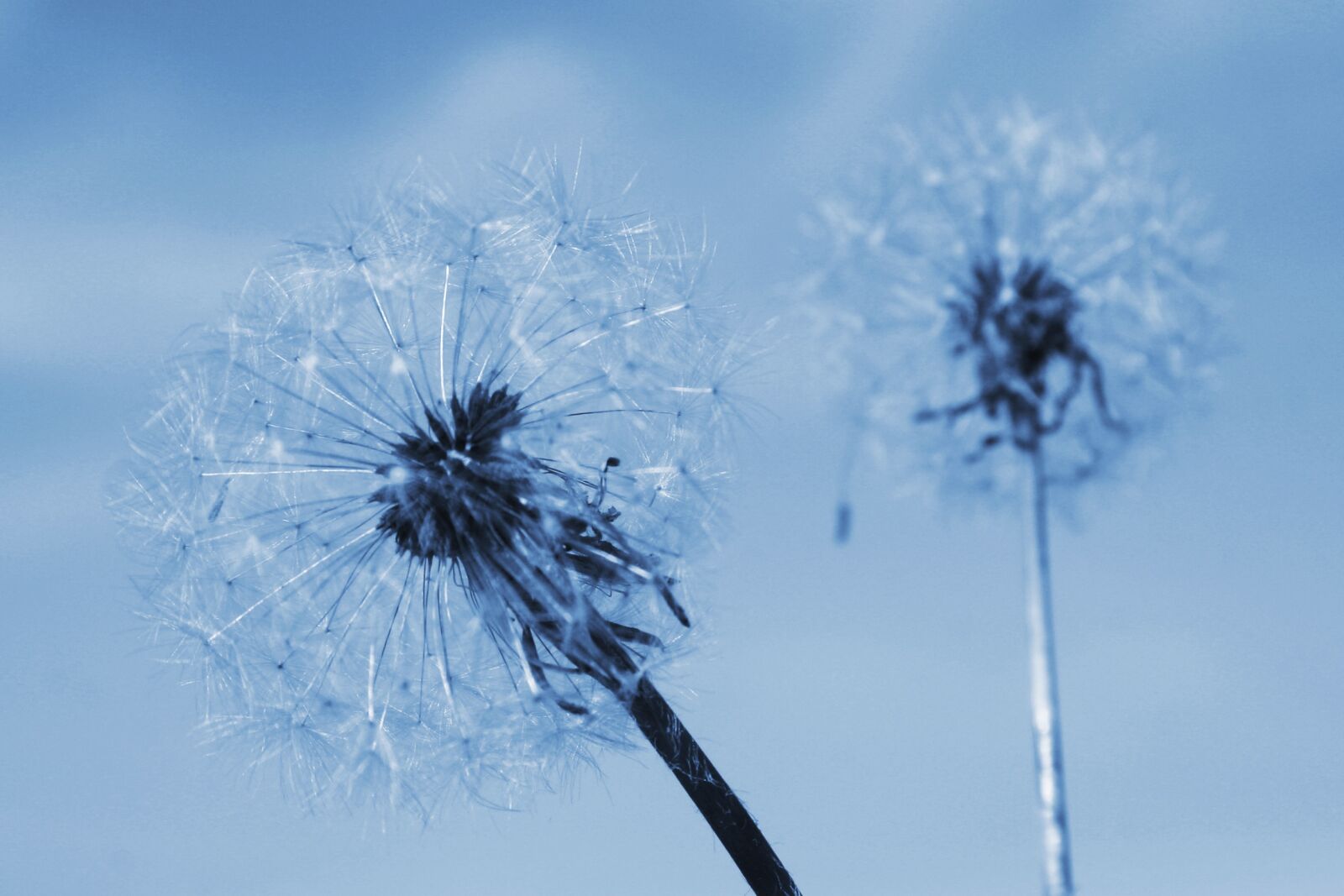 Canon EOS 300D (EOS Digital Rebel / EOS Kiss Digital) sample photo. Two of the dandelion photography