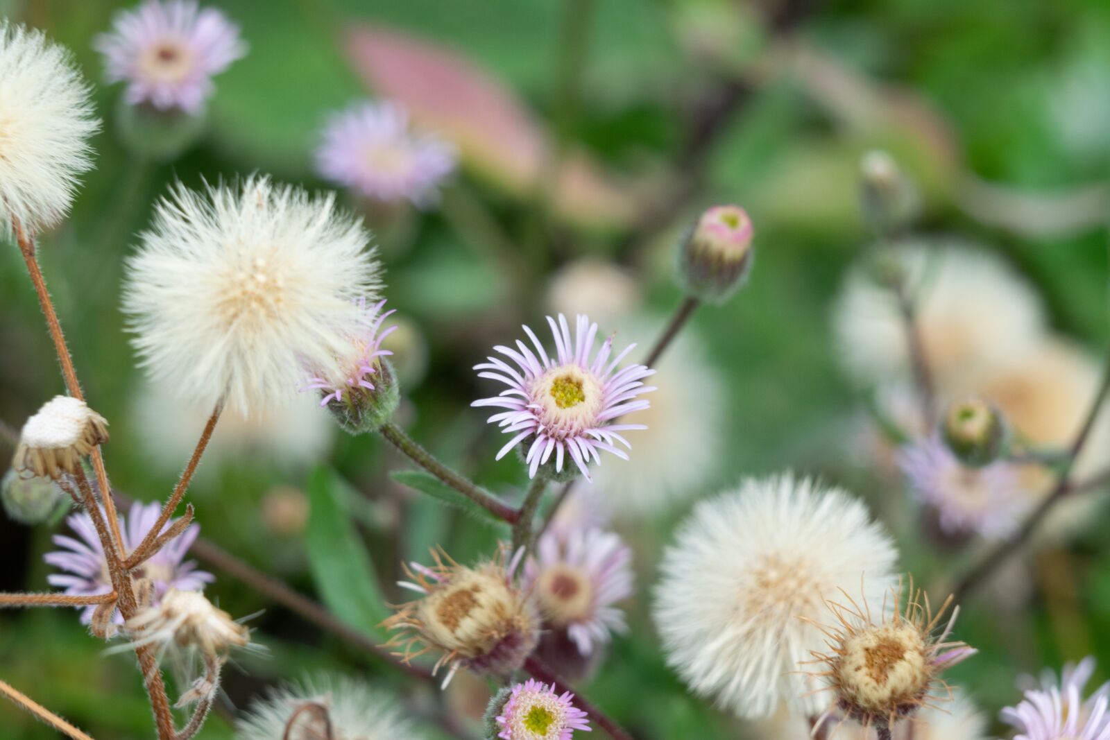 Nikon D3300 sample photo. Flowers, small flowers, buds photography