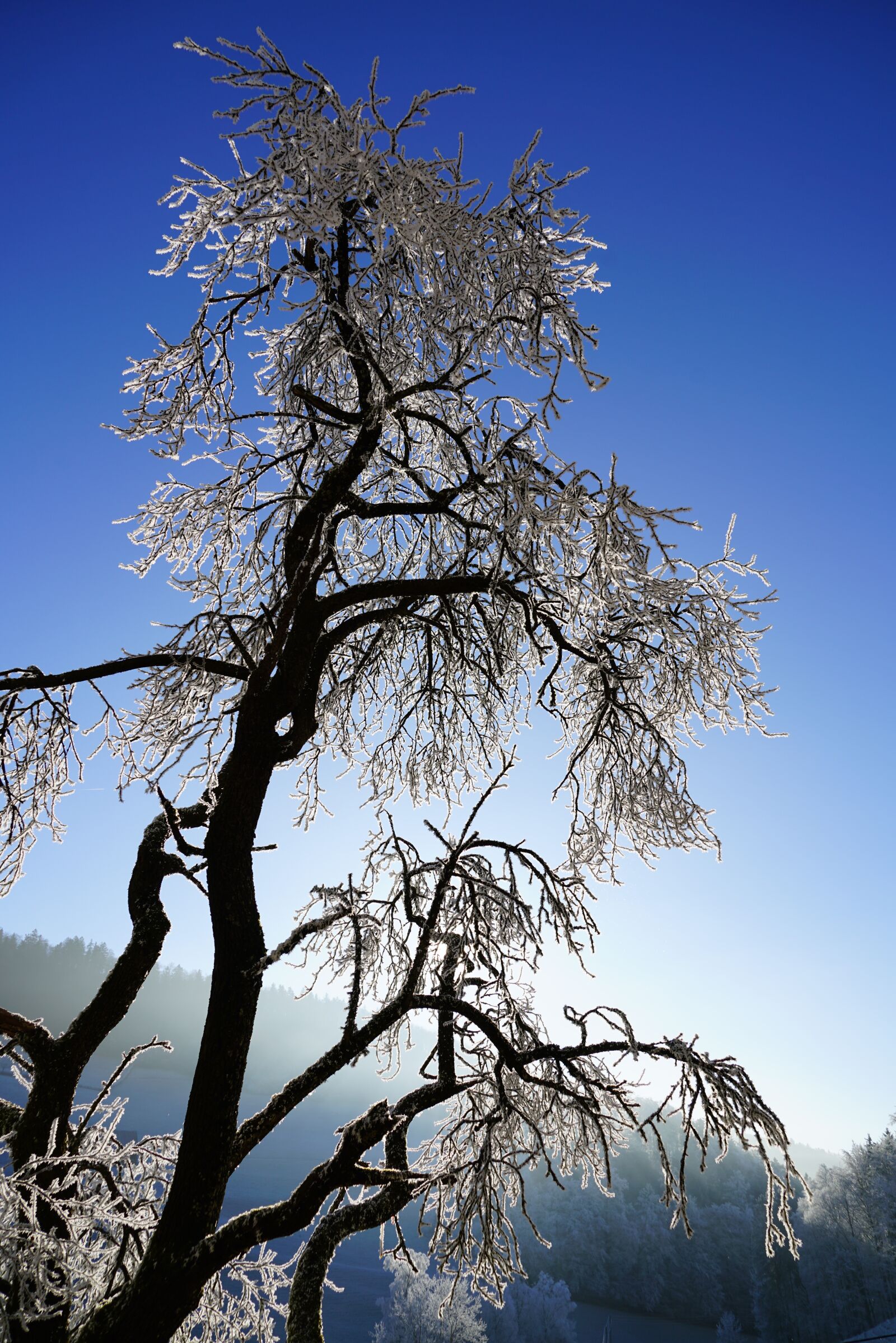 Sony a7R II + Sony FE 24-240mm F3.5-6.3 OSS sample photo. Tree, hoarfrost, winter photography