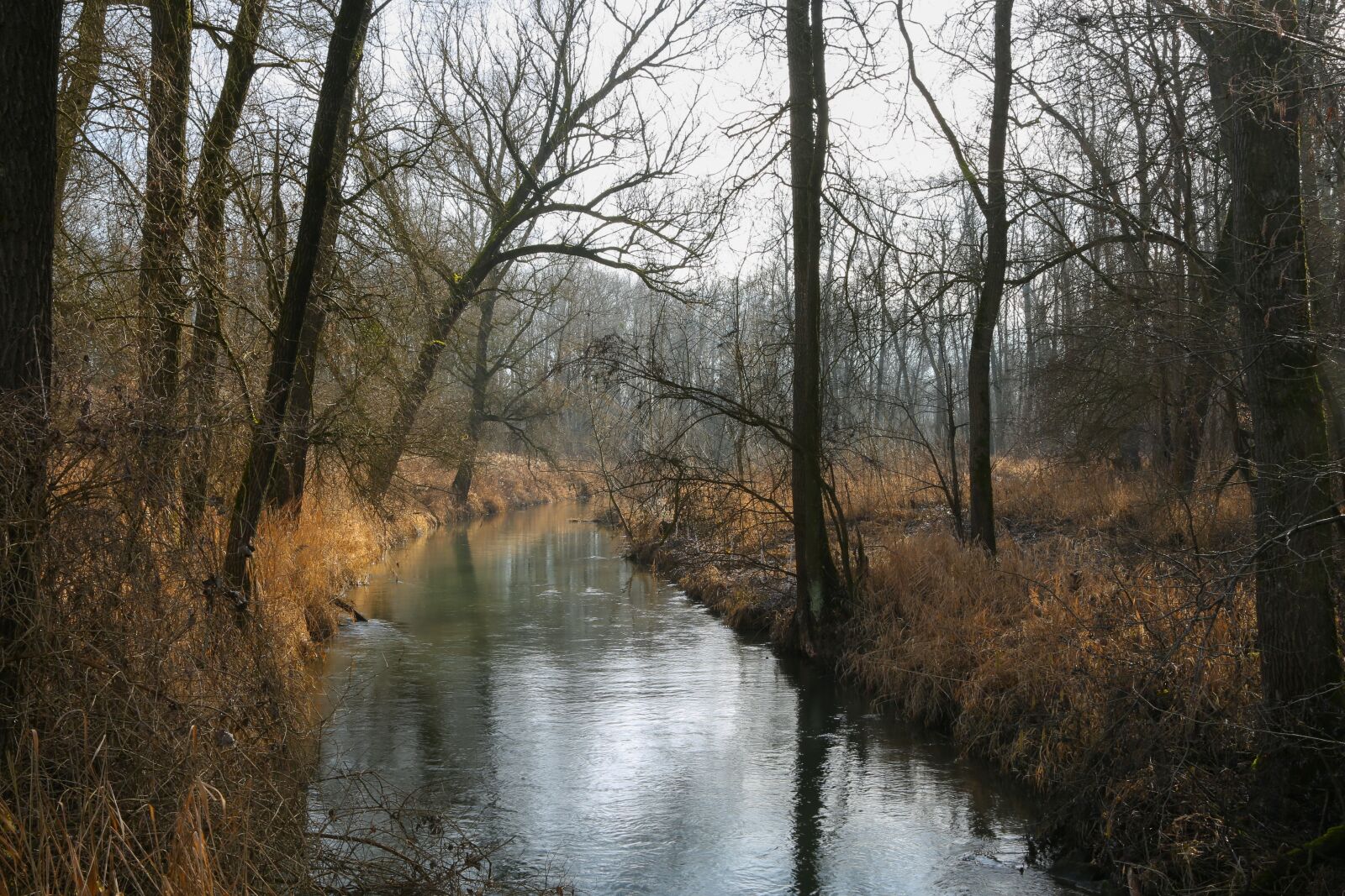 Canon EF 24-105mm F4L IS USM sample photo. Tree, nature, wood photography