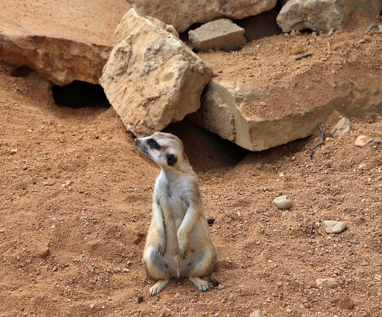 Canon EOS 200D (EOS Rebel SL2 / EOS Kiss X9) sample photo. Meerkat, mammal, wildlife photography