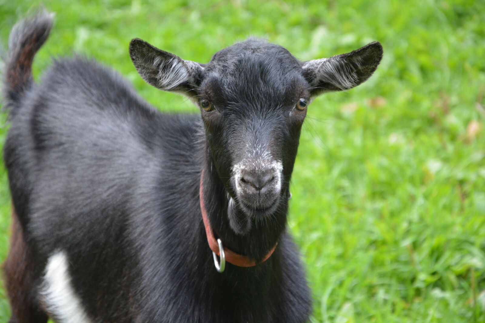 Nikon D5200 sample photo. Goat black white, goat photography