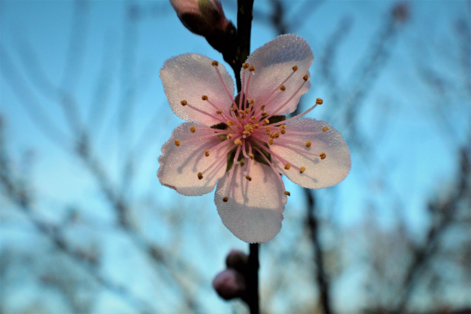 Canon EOS 550D (EOS Rebel T2i / EOS Kiss X4) sample photo. Flower, nature, outdoors photography