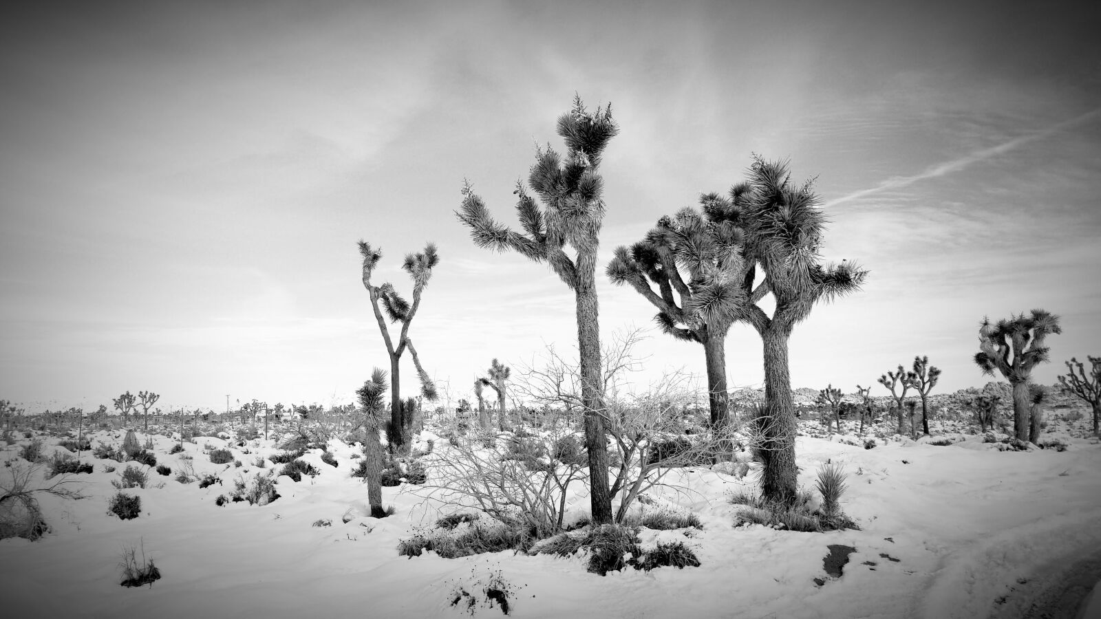 Samsung Galaxy S8+ sample photo. Snow, cactus, landscape photography