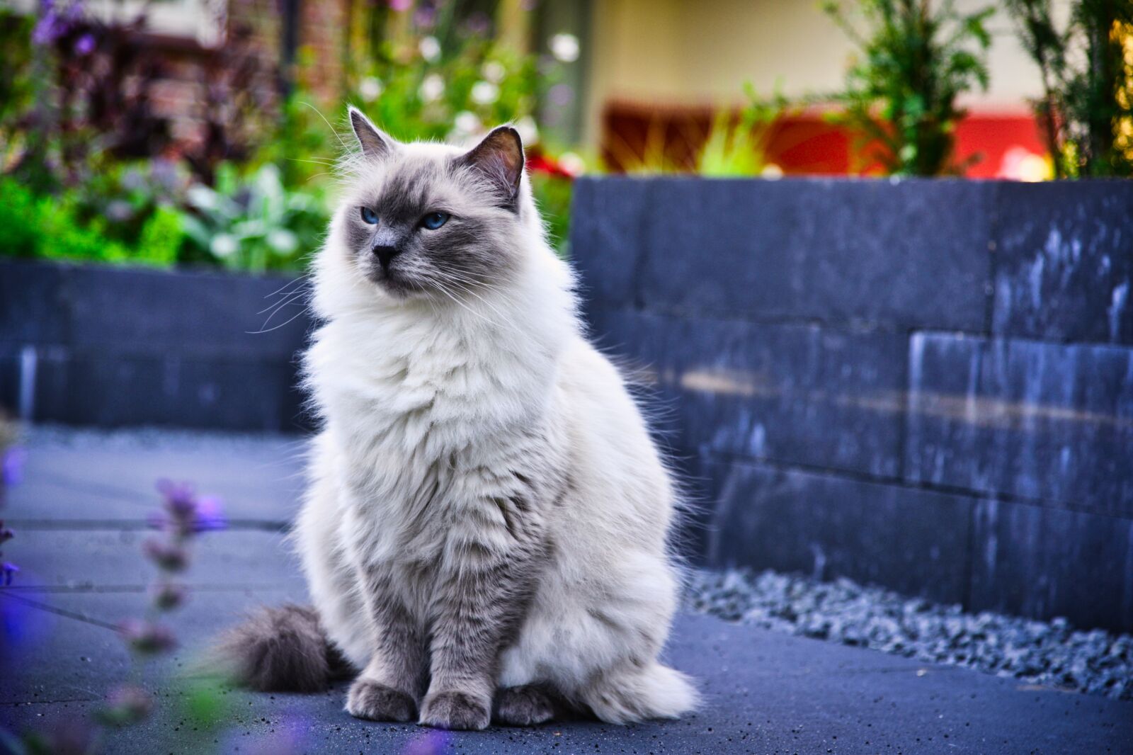 Nikon D610 sample photo. Cat, garden, pet photography