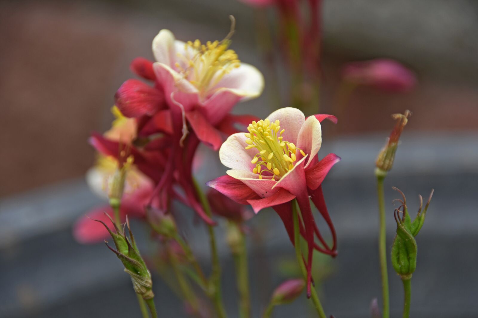 Nikon D7200 sample photo. Ladd, flowers, spring photography